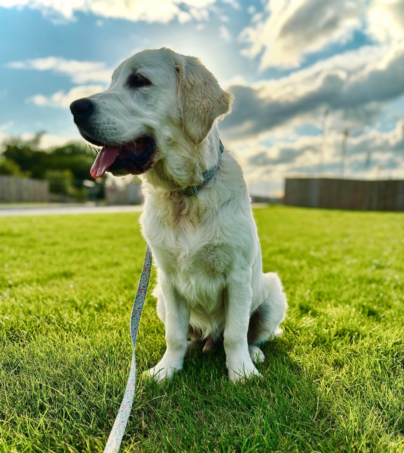 the same dog but at around 6 months old 