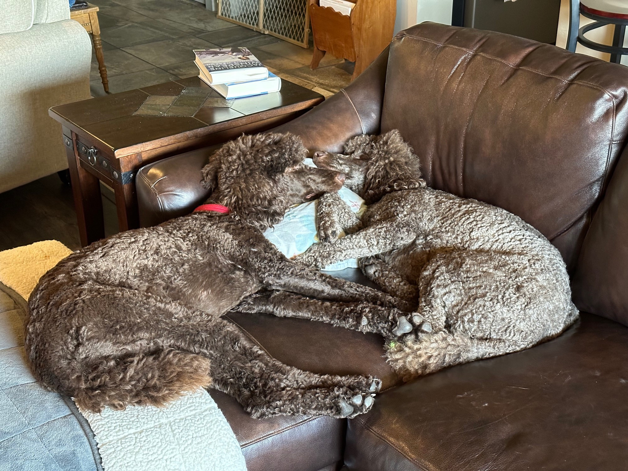 Two brown standard poodles laying nose to nose on a pillow on a couch.