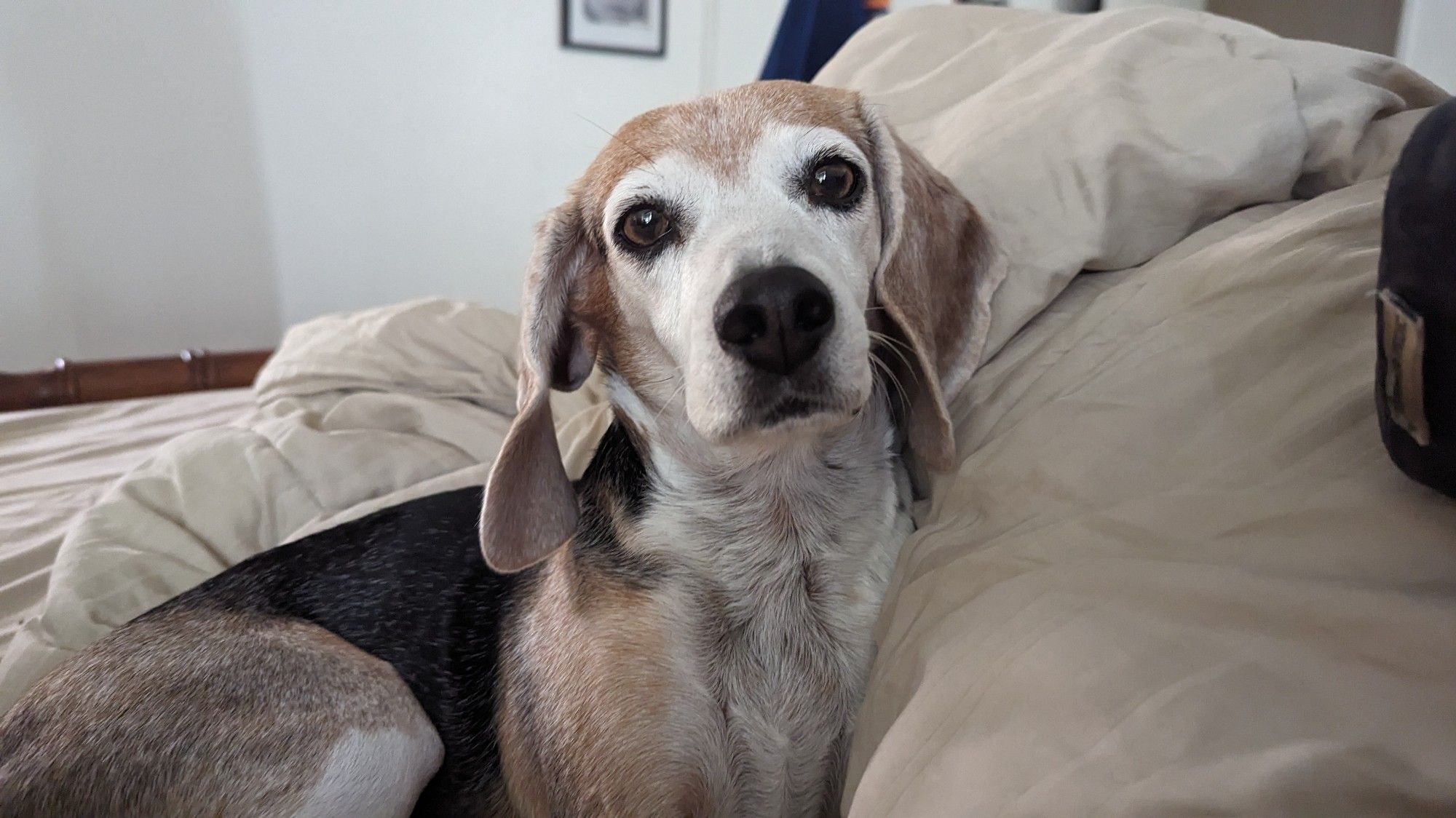 Ginger the Beagle