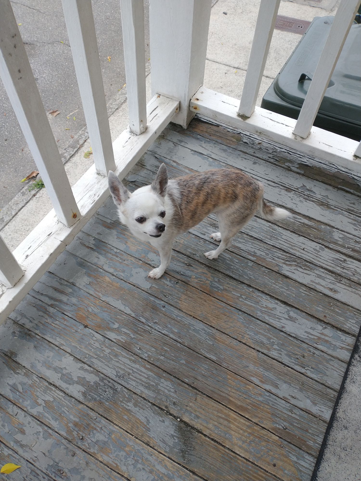 Butterbean on the porch