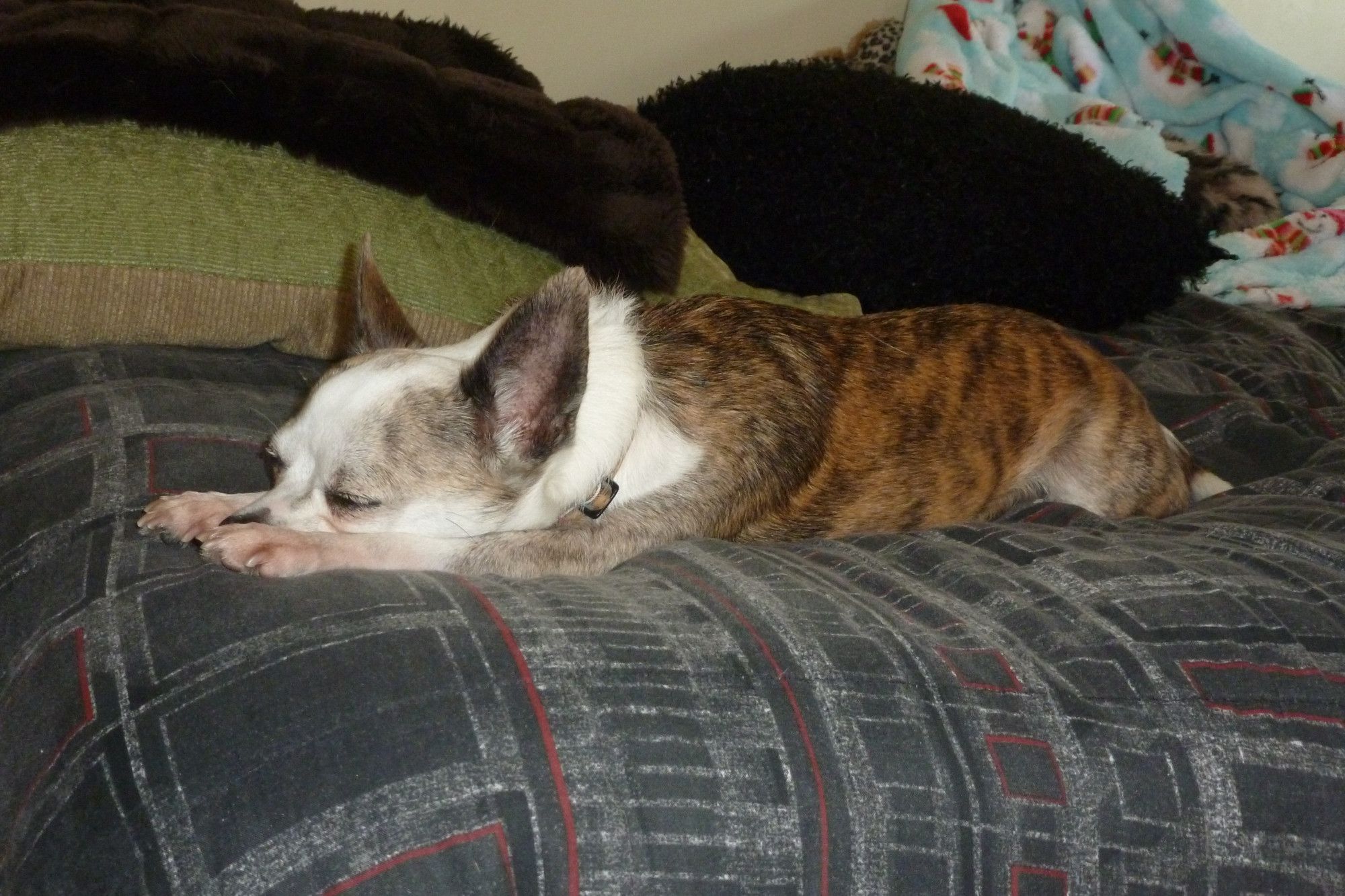 Chihuahua sleeping on a bed