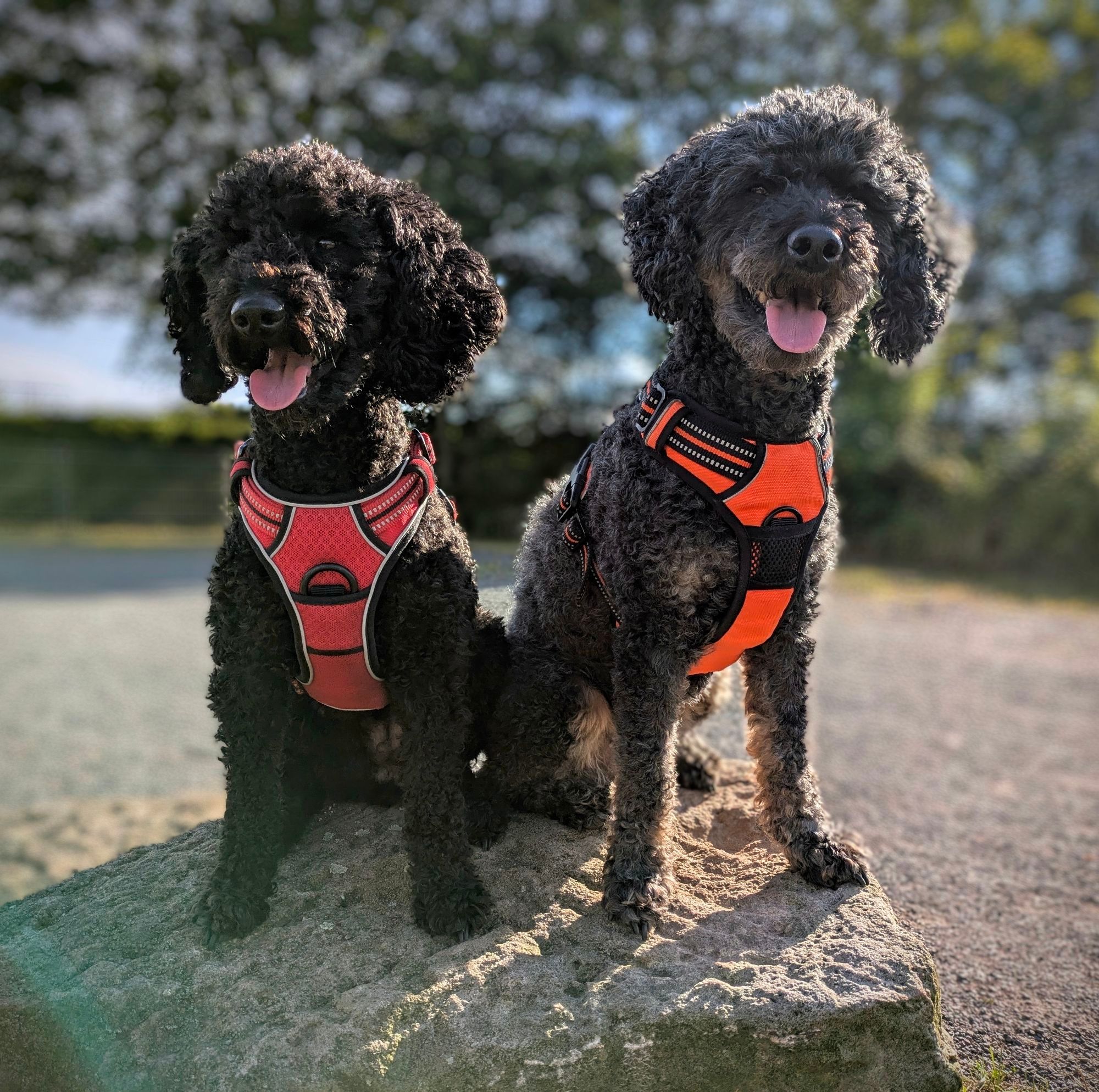 Auf dem Bild sind zwei Pudel zu sehen, die nebeneinander auf einem großen Stein sitzen. Beide Hunde haben ein dichtes, lockiges Fell. Der Pudel links trägt ein rotes Geschirr, während der Pudel rechts ein oranges Geschirr trägt. Beide Hunde hecheln und schauen glücklich in die Kamera. Im Hintergrund ist eine unscharfe Landschaft mit Bäumen und einem blauen Himmel zu erkennen.