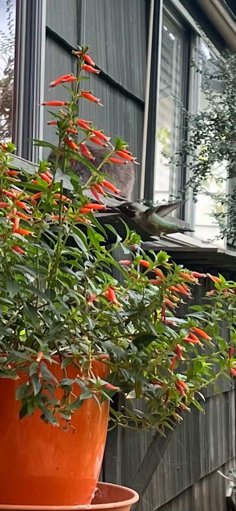 an Anna's hummingbird drinks from a plant with orange flowers. in the background is a gray cat's rump