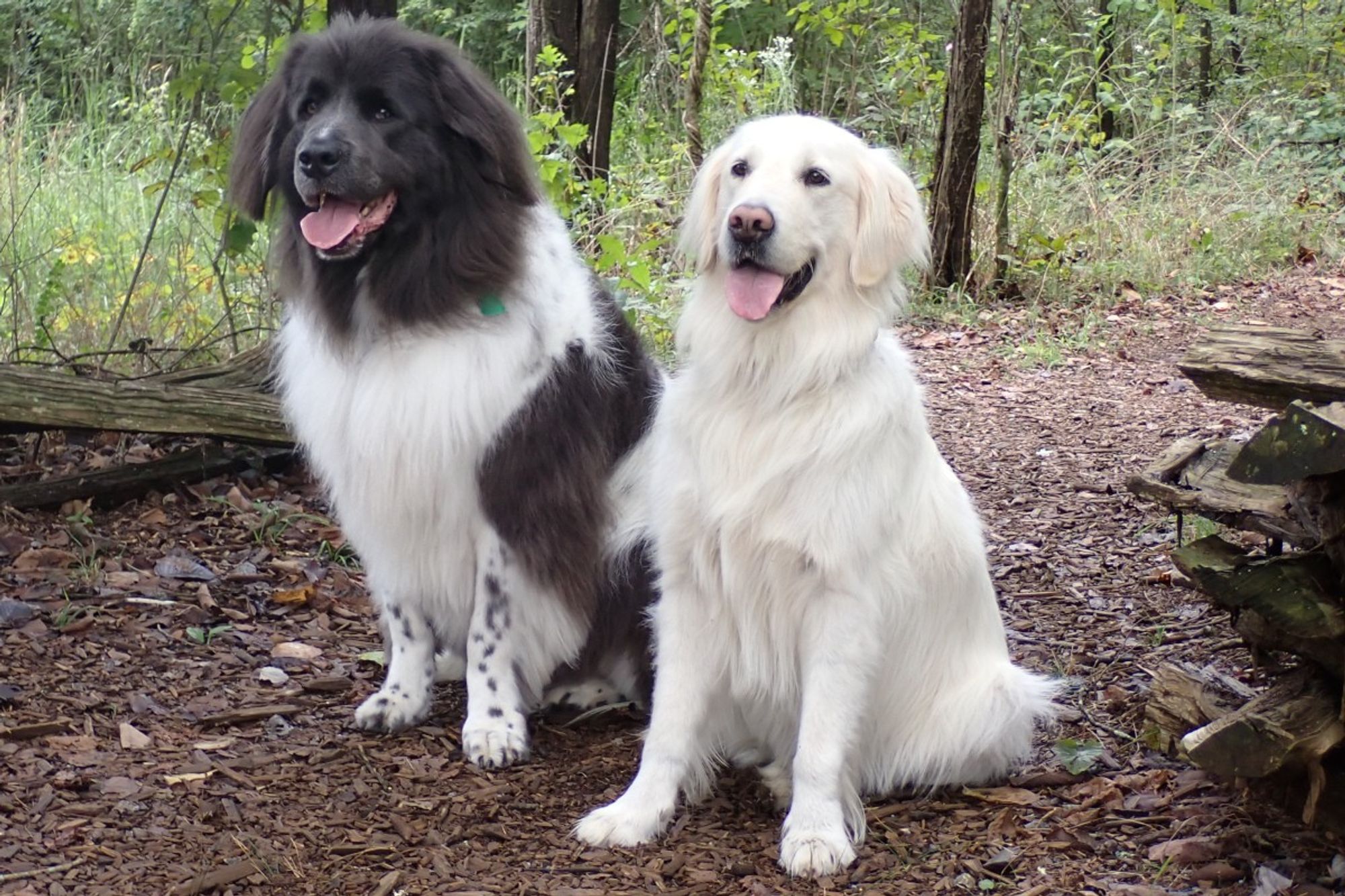 Photo: the two newest Bark Rangers of Stones River Battlefield National Park, both smiling goofily and sitting like very very good girls. Left: a large black & white newfie named Annie. Right: a slightly smaller white golden retriever named Lucy.