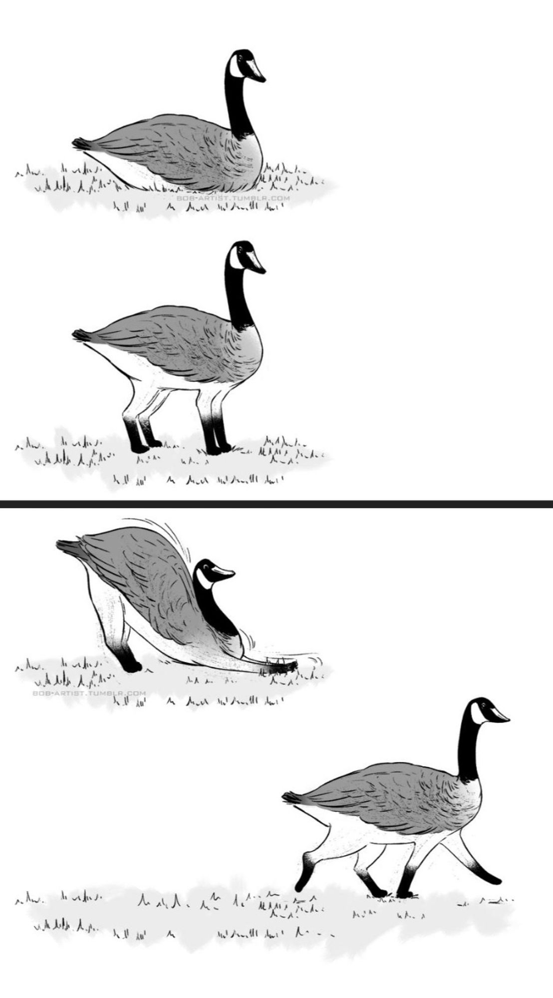 First image is a Canada Goose seated on the ground, wings folded.
Second image, the goose stands, revealing four cat-like legs instead of goose legs.
Third image, the goose does a big stretch.
Fourth image, the goose walks away on its cat legs.