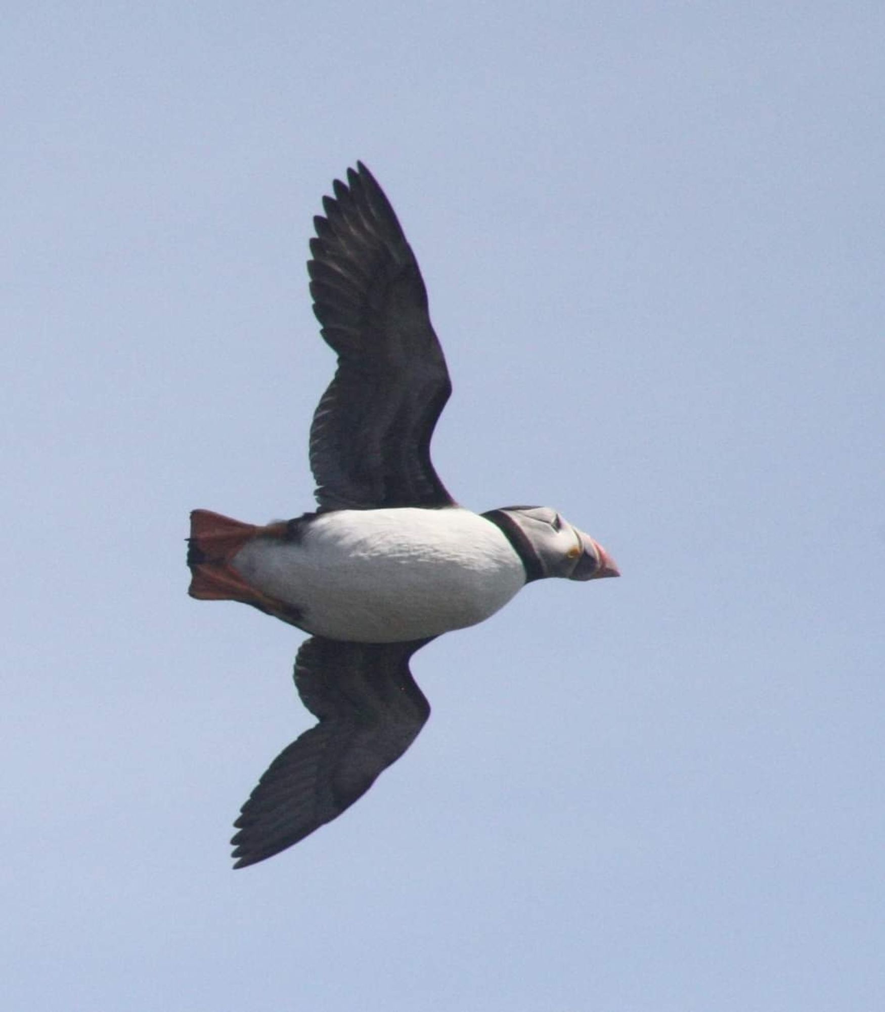 Atlantic puffin flying to the right in blue sky.