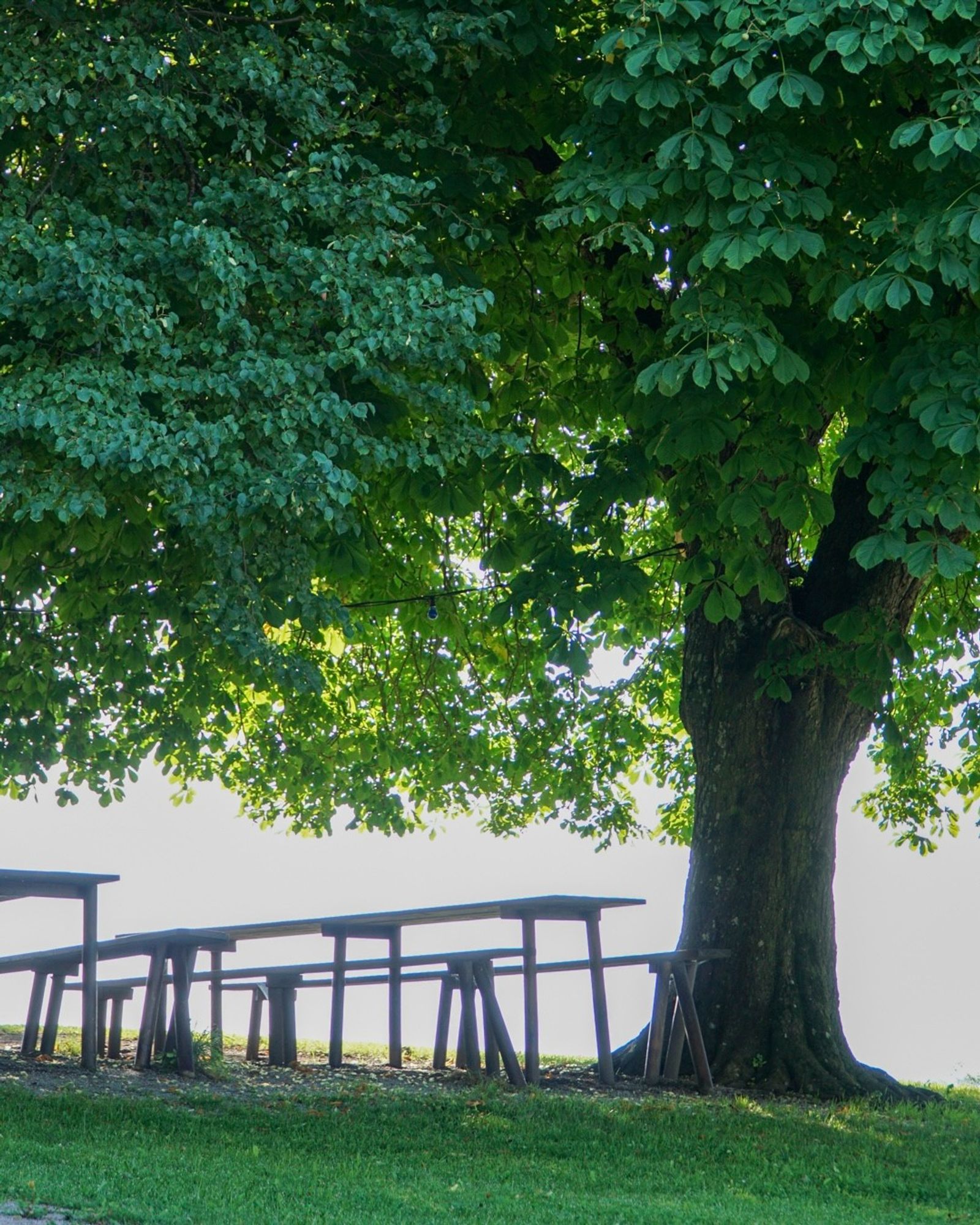 Bierbänke unter einem Baum