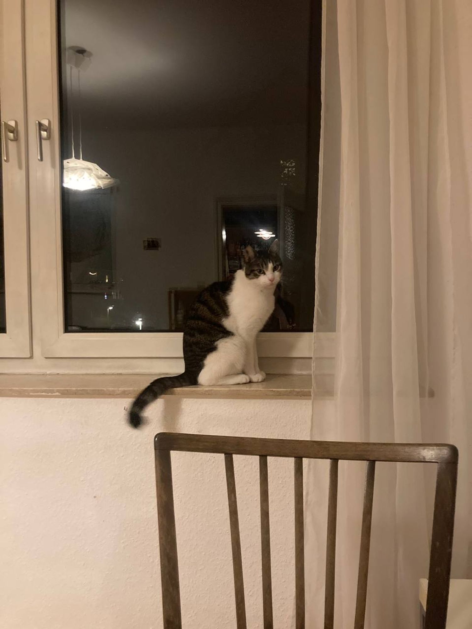 Brezel (eine Katze mit getigertem Rücken und weißem Bauch) sitzt auf der Fensterbank und guckt mitleidend bis judgy in die Richtung, aus der das Foto aufgenommen wird