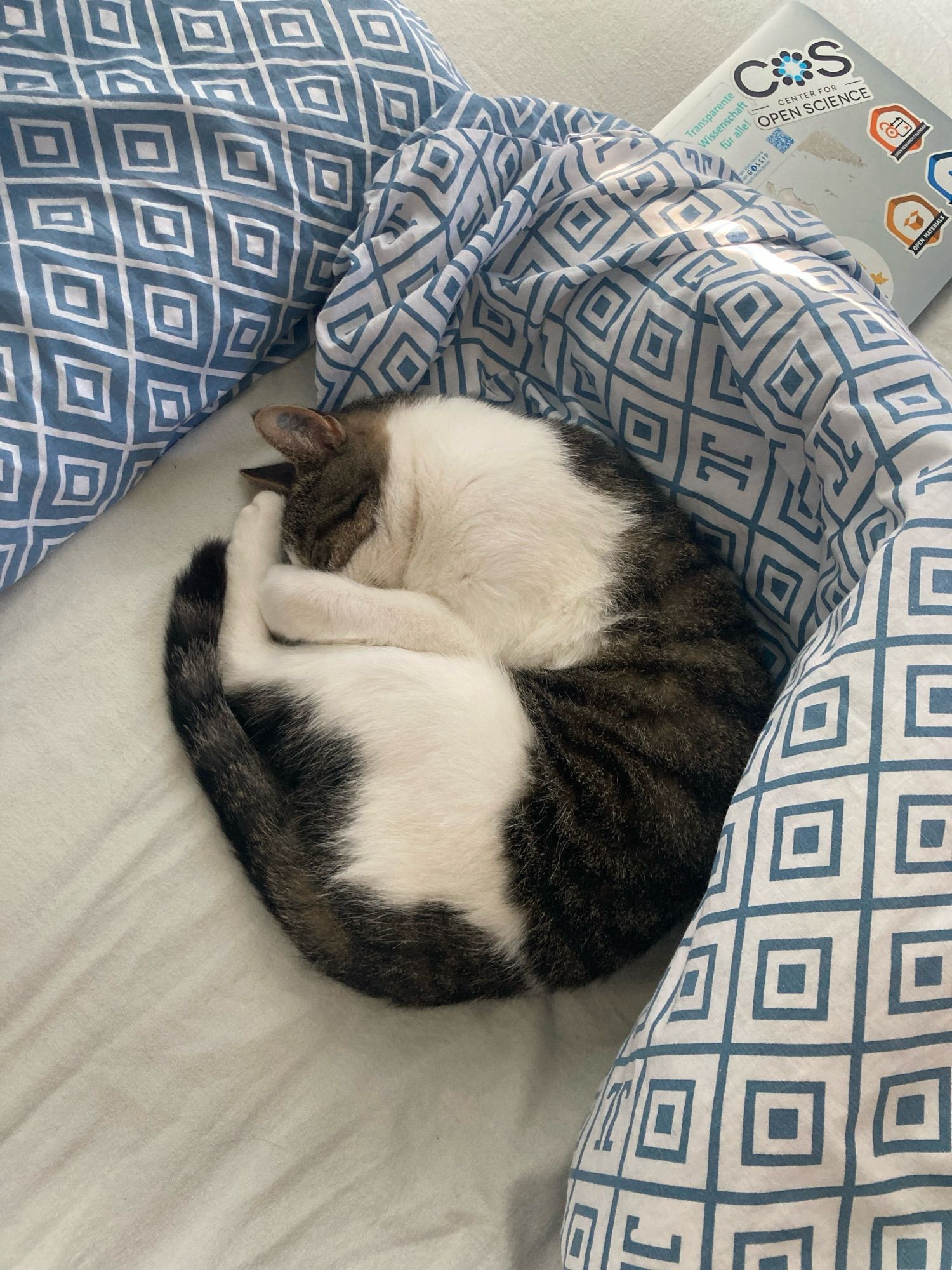 Eine Katze mit getigertem Rücken und weißem Bauch döst rund eingerollt auf einem Bett