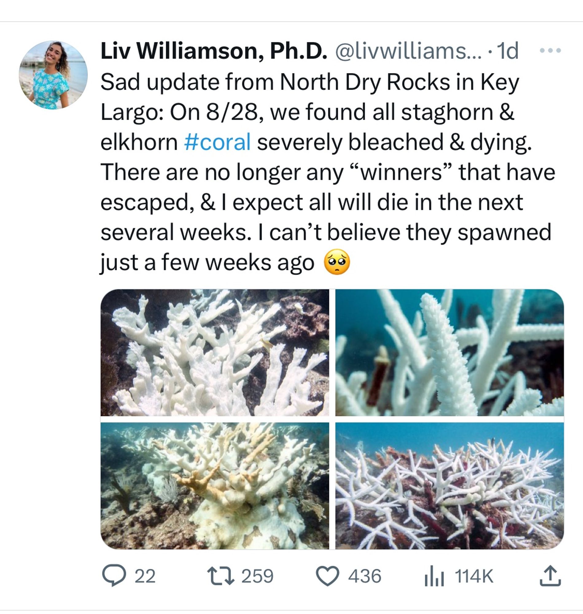 Xtweet from Liv Williamson documenting coral bleaching