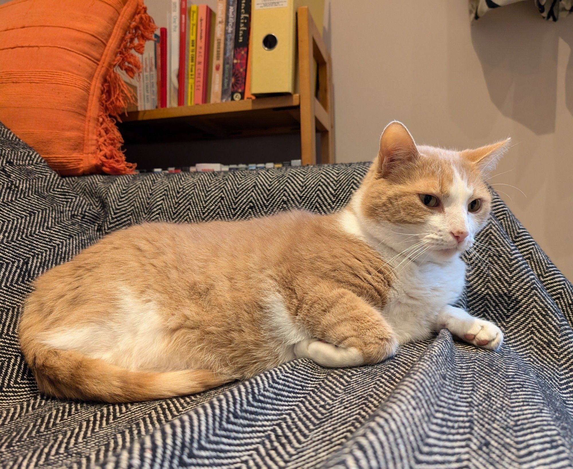 Photo of a ginger and white cat regally lying on a black and white blanket-covered sofa.