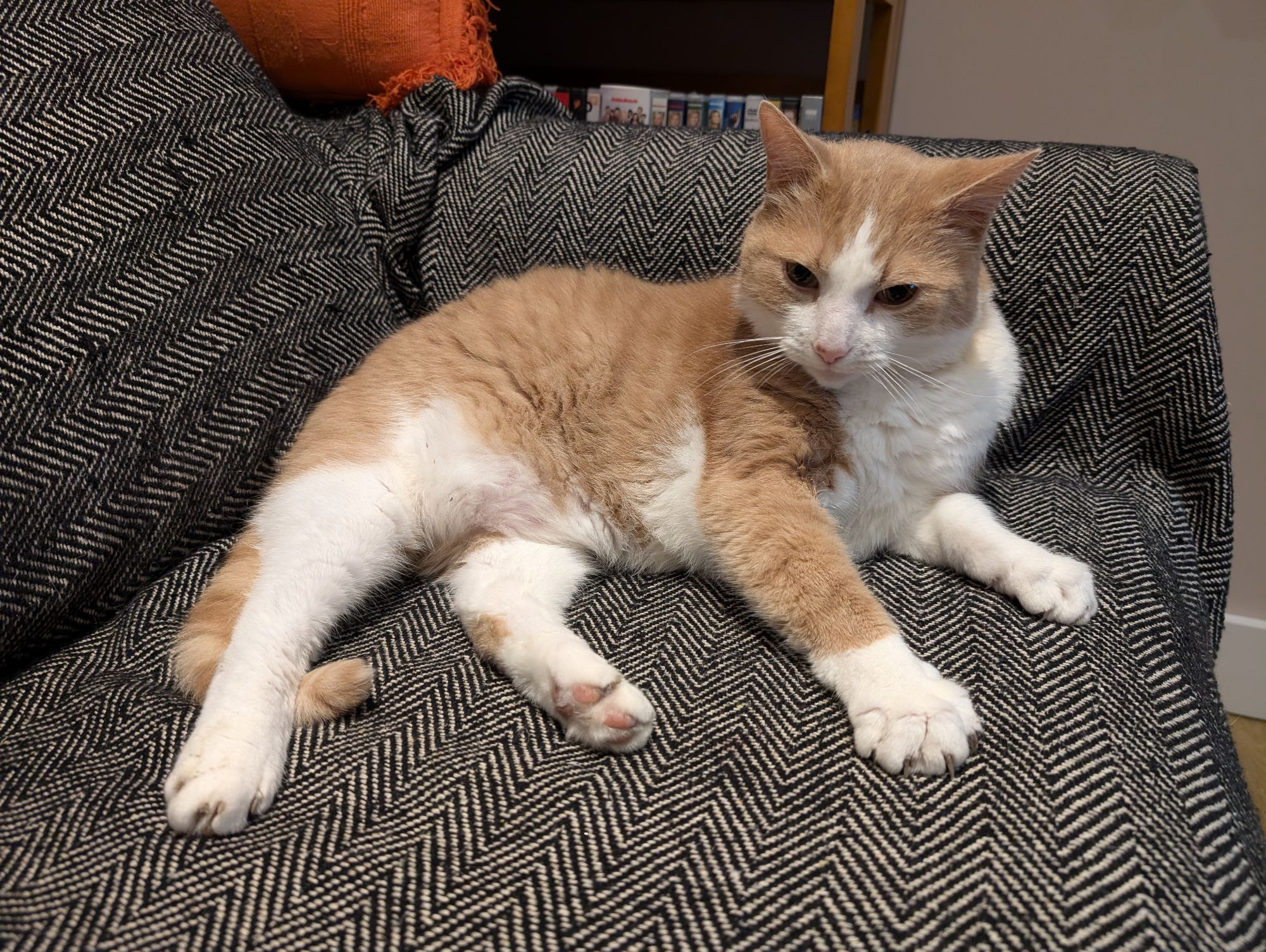 Photo of a ginger and white cat lying on a sofa, all four legs sprawled out in ownership, glaring at the camera. 