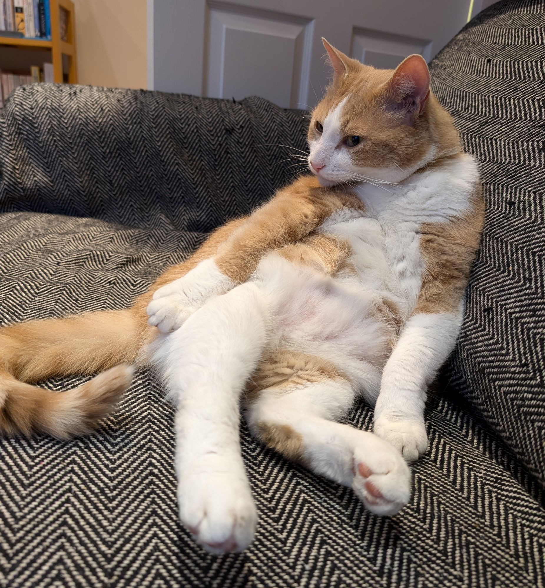 Photo of a ginger and white cat reclining against a sofa like a human, shoulders resting against the sofa back, back legs stretched out and front legs kinda dangling.