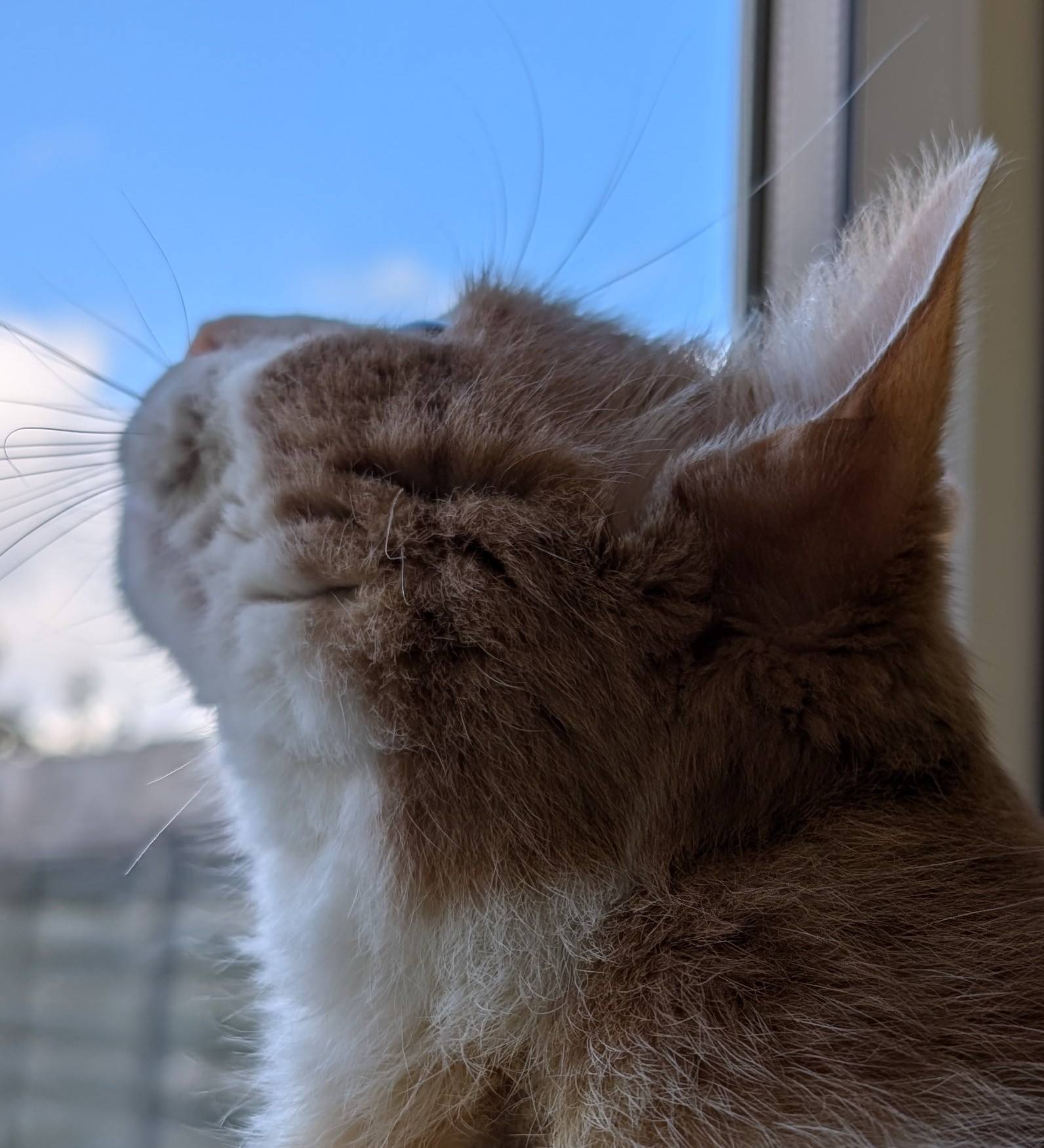 Close-up photo of a ginger and white cat's profile as he looks high up at the bright blue sky that is framed in a window behind him. 