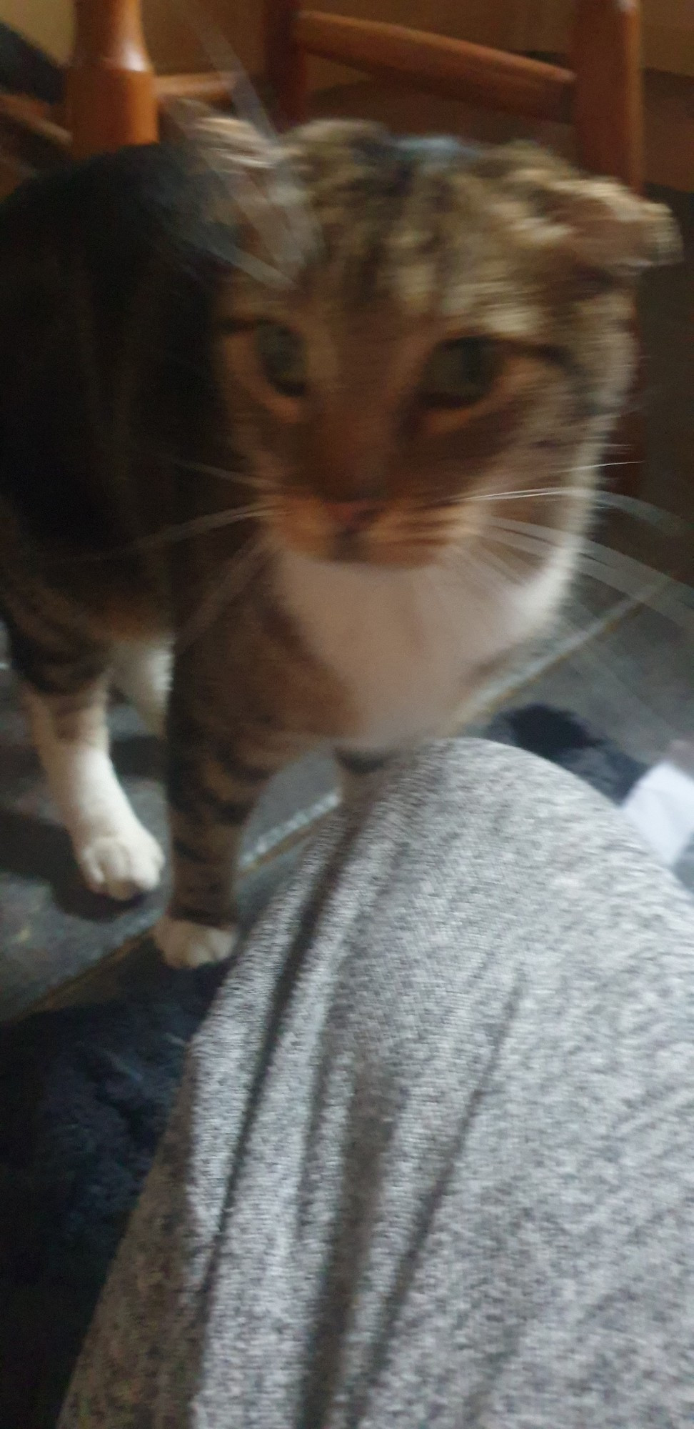 A very blurry photo of a tabby cat; they have white socks and chest as well as folded ears