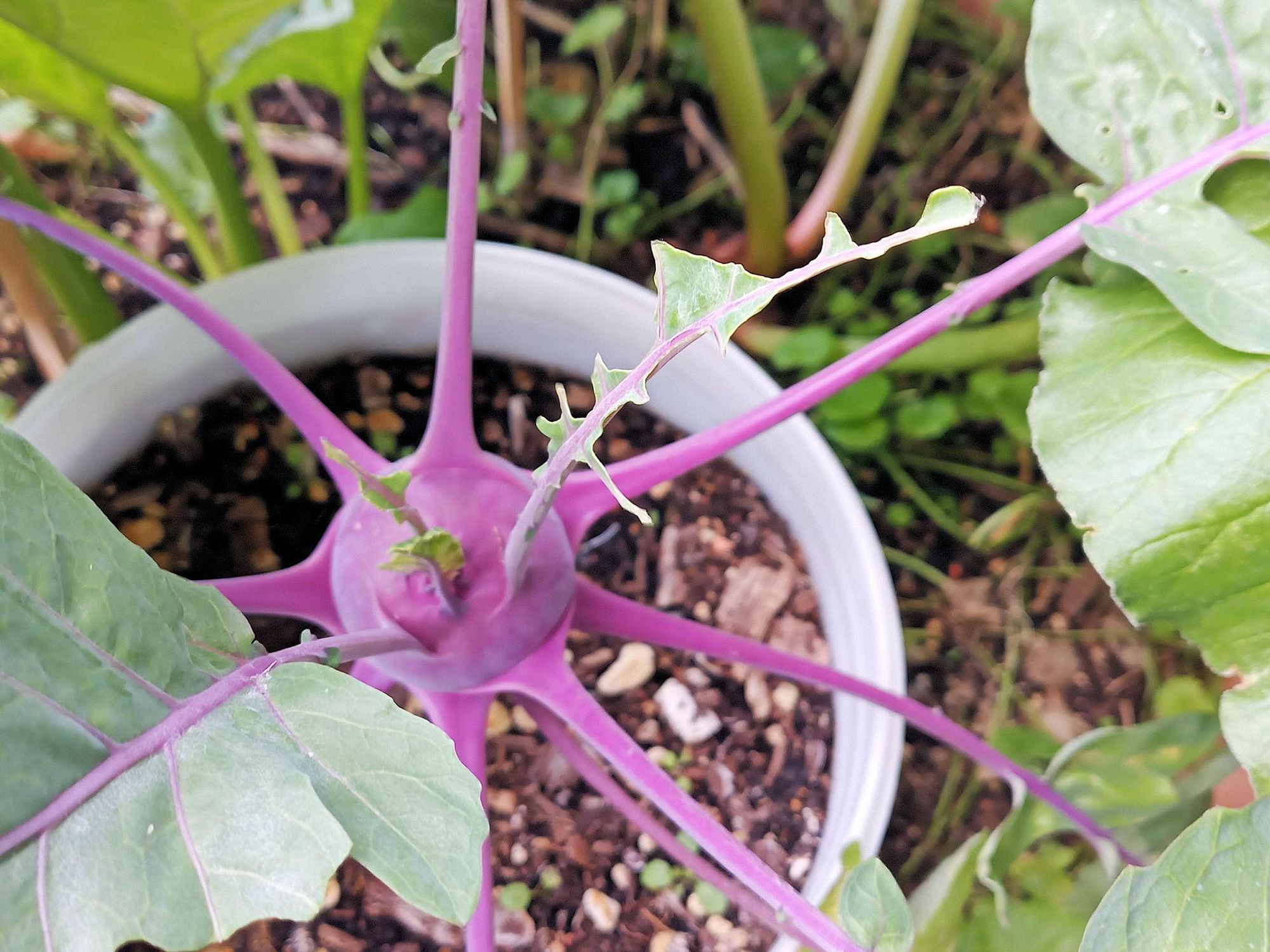 Ein violetter Kohlrabi wächst in einem Topf, dessen Blätter deutliche Fraßspuren von Raupen aufweisen. Mehrere Blätter sind angeknabbert, mit unregelmäßigen Löchern und gezackten Rändern. Die Pflanze selbst sieht ansonsten gesund aus, mit kräftigen, lila Stängeln und großen, grünen Blättern. Der Topf steht inmitten weiterer Pflanzen in einem Gartenumfeld.