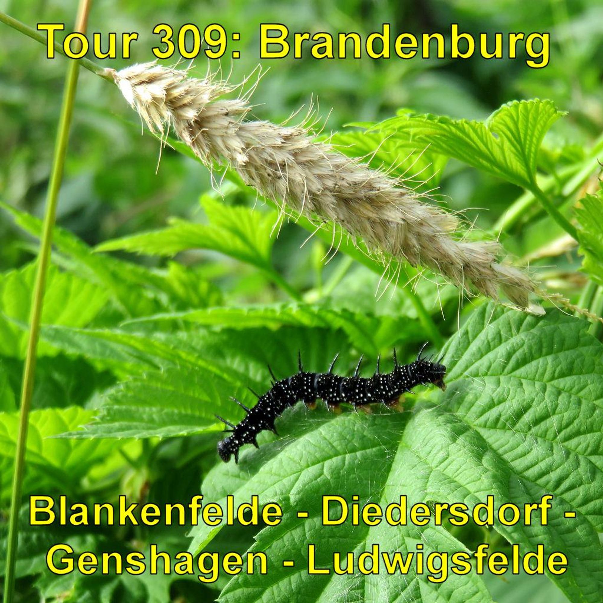 Eine schwarze Raupe mit hellen Punkten und Stacheln auf der Oberseite kriecht auf dem Blatt einer grünen Pflanze. Hintergrund und Umgebung sind unscharf, mit verschiedenen Grüntönen und einer Pflanze mit einem hervorstehenden, trockenen Blütenstand. Das Sonnenlicht scheint auf die Szene, was die lebendigen Farben der Raupe und der Blätter betont.