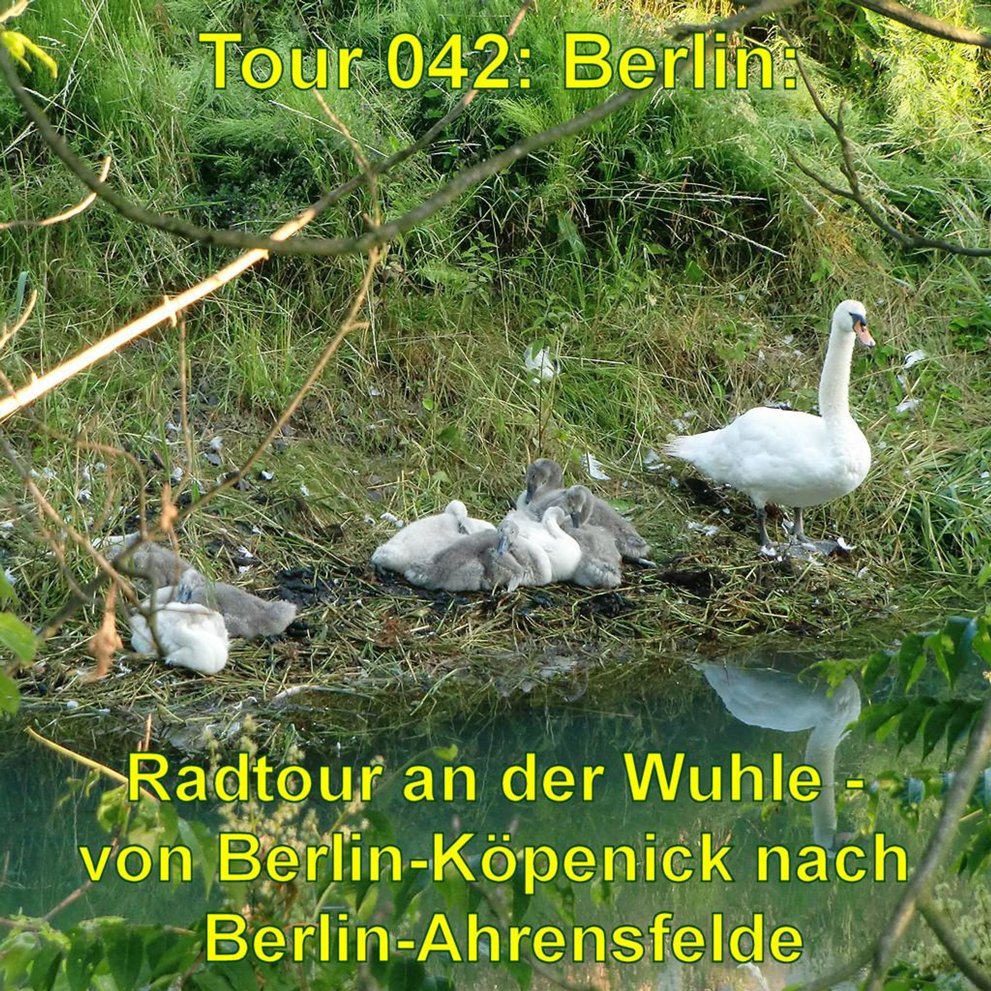 Ein Schwan steht am Ufer eines kleinen Gewässers, umgeben von grüner Vegetation. Neben ihm liegen mehrere flauschige, graue Schwanenküken eng zusammen auf einem Nest aus Gras und Zweigen. Das Wasser ist ruhig, und die Umgebung wirkt natürlich und unberührt. Einige Federn sind auf dem Boden verstreut, während Äste und Blätter im Vordergrund das Bild leicht einrahmen. Die Szene vermittelt eine friedliche, idyllische Atmosphäre in einer naturnahen Umgebung.