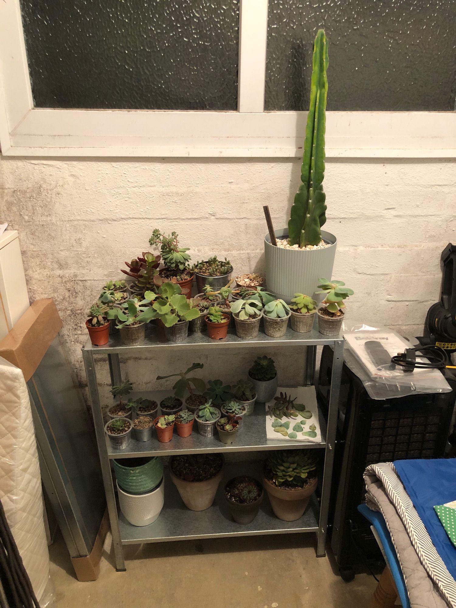 the same shelving seen in the post above, but with even more plants!