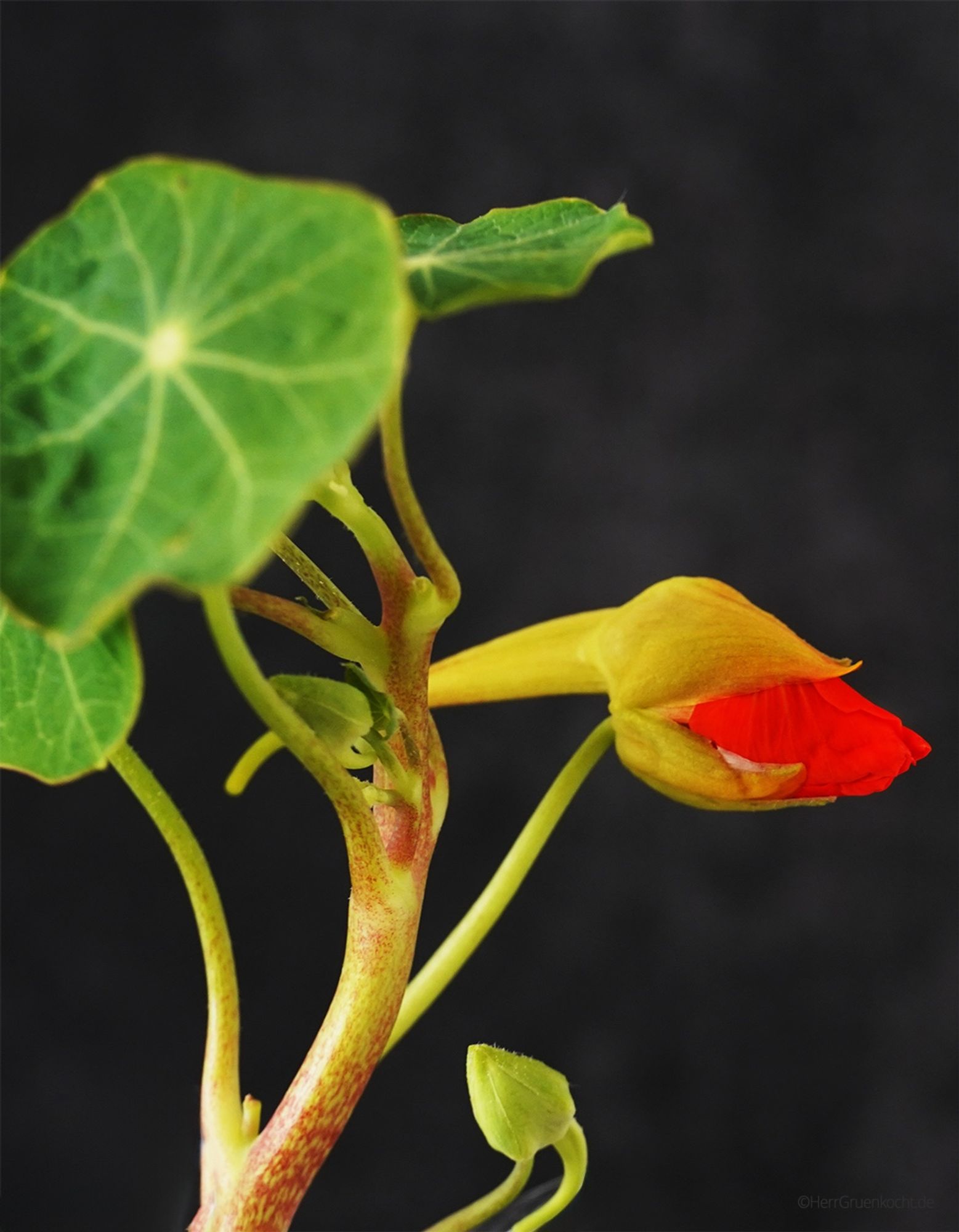 Kapuzinerkresse und ihre rote Blüte mit Makroobjektiv aufgenommen.