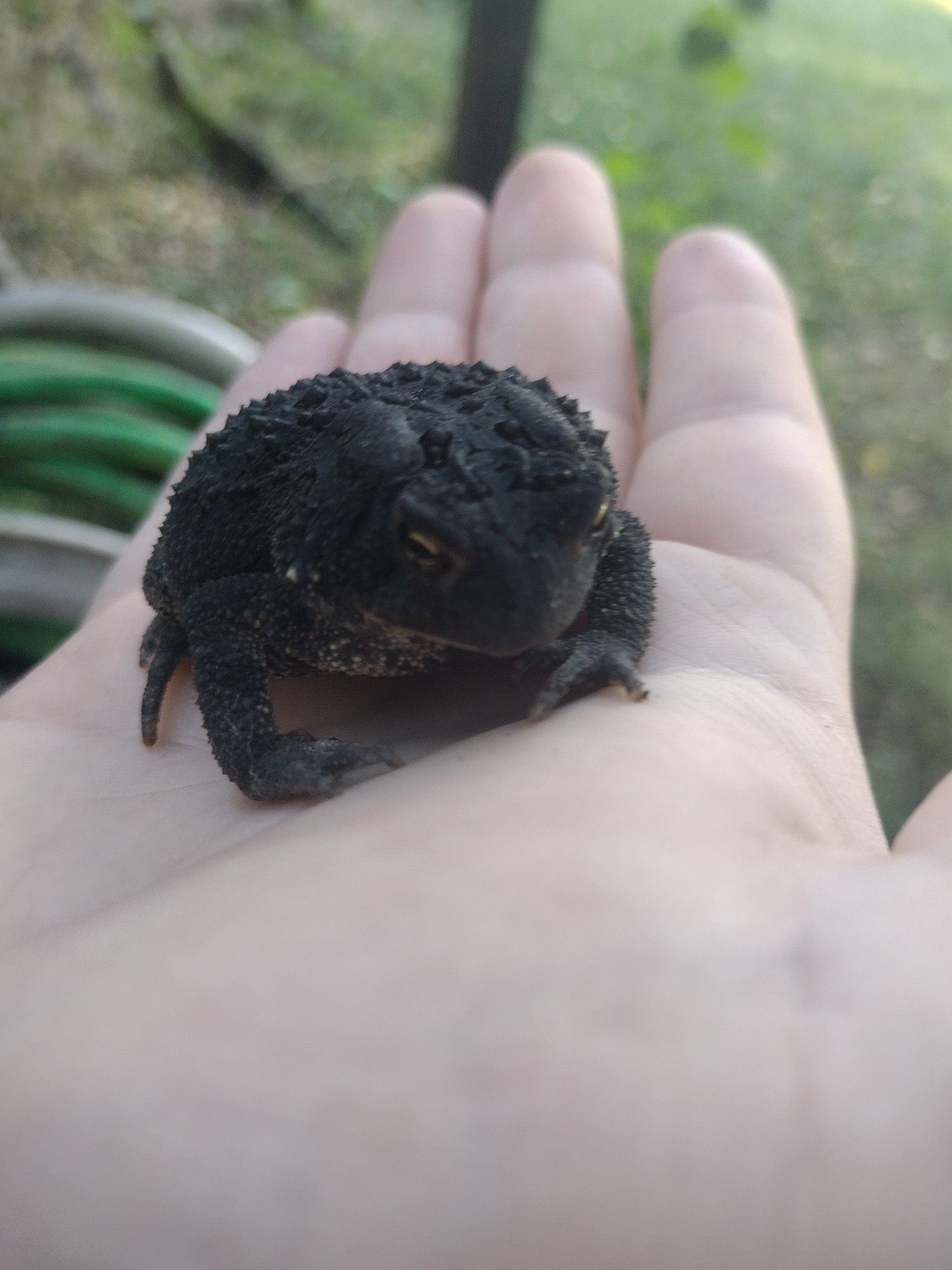 holding a black toad in the palm of my hand