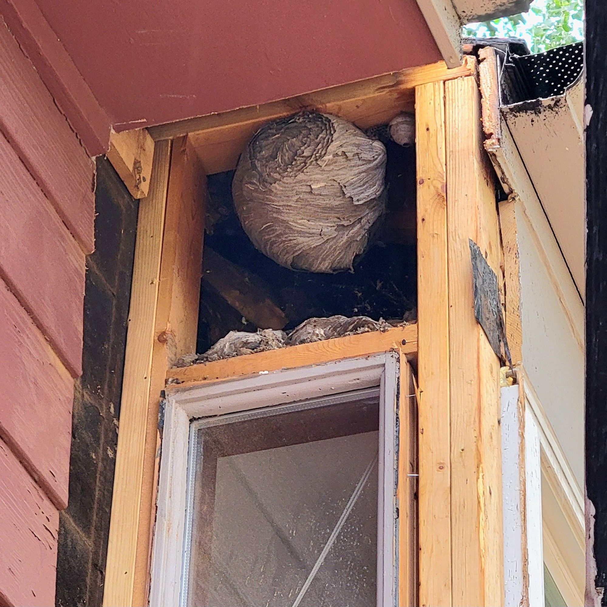 Home improvement project reveals a substantial wasp nest in a cavity over our kitchen bay window. About 9 in. diameter