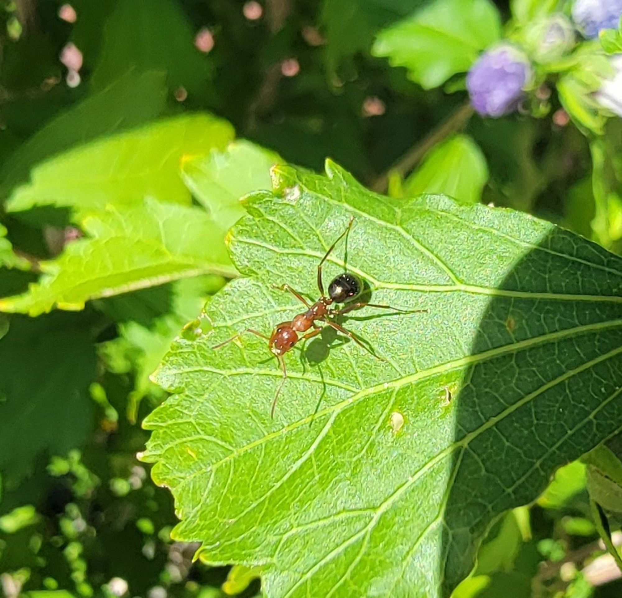 Closeup of ant on a leaf