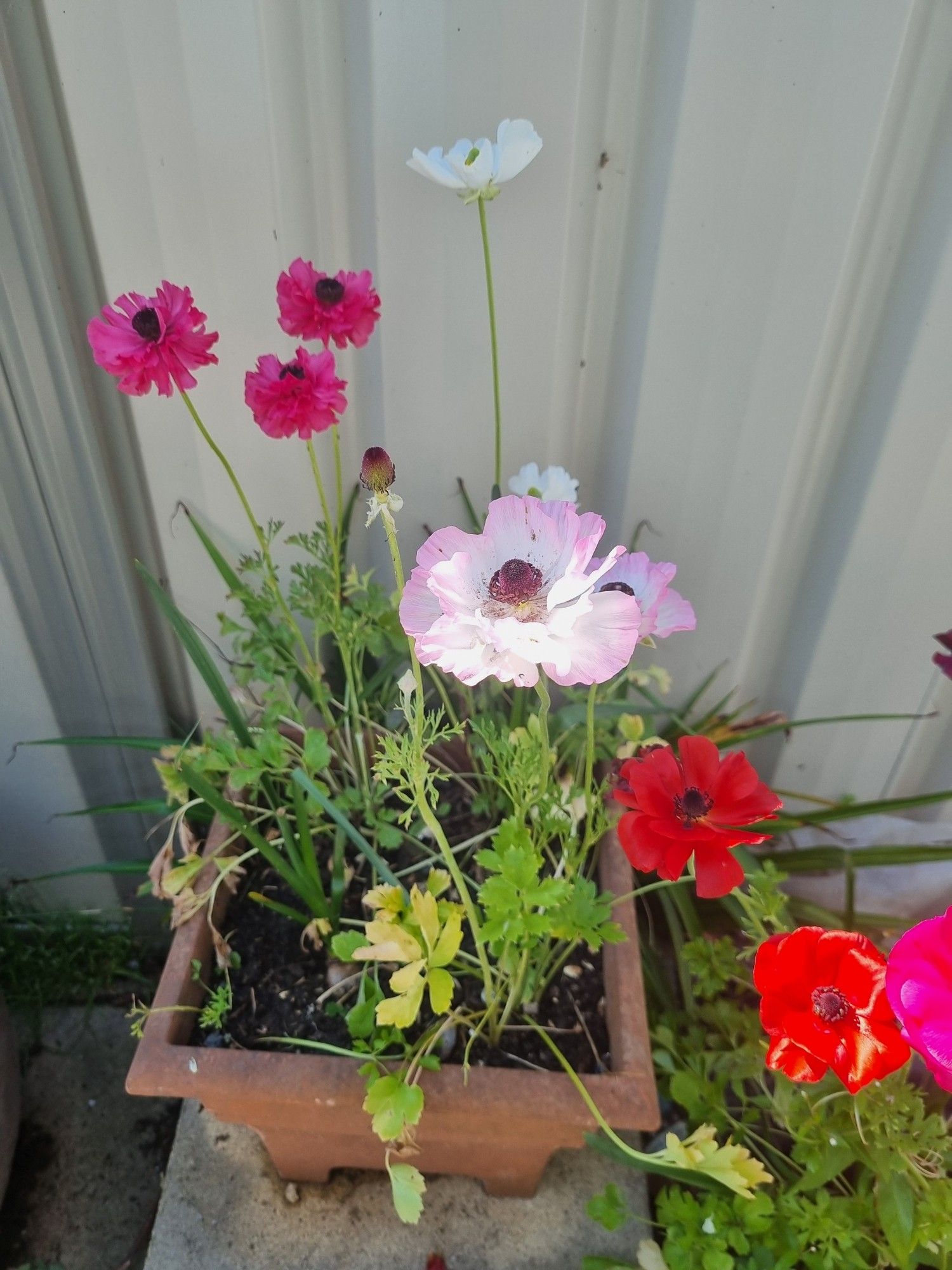 Pink, white and red ranuncula flowers in a terracotta coloured pot against a cream fence