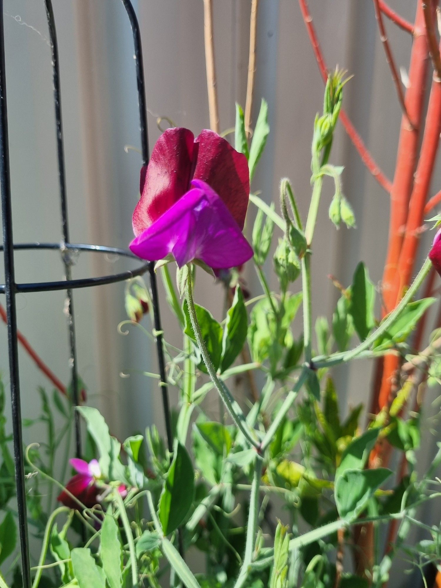 A purple and red sweet pea flower trained up a black trellis, against a cream, coliurbond fence.