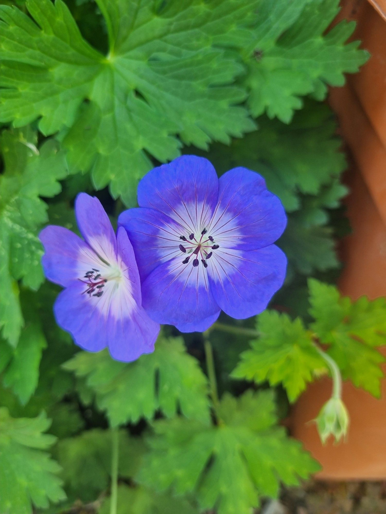 Native Australian geraniums. Purple, five petal flowers with a white centre, and black stamens. Leaves are three, pointed and kinda saw toothed. Much more delicate than the standard geraniums