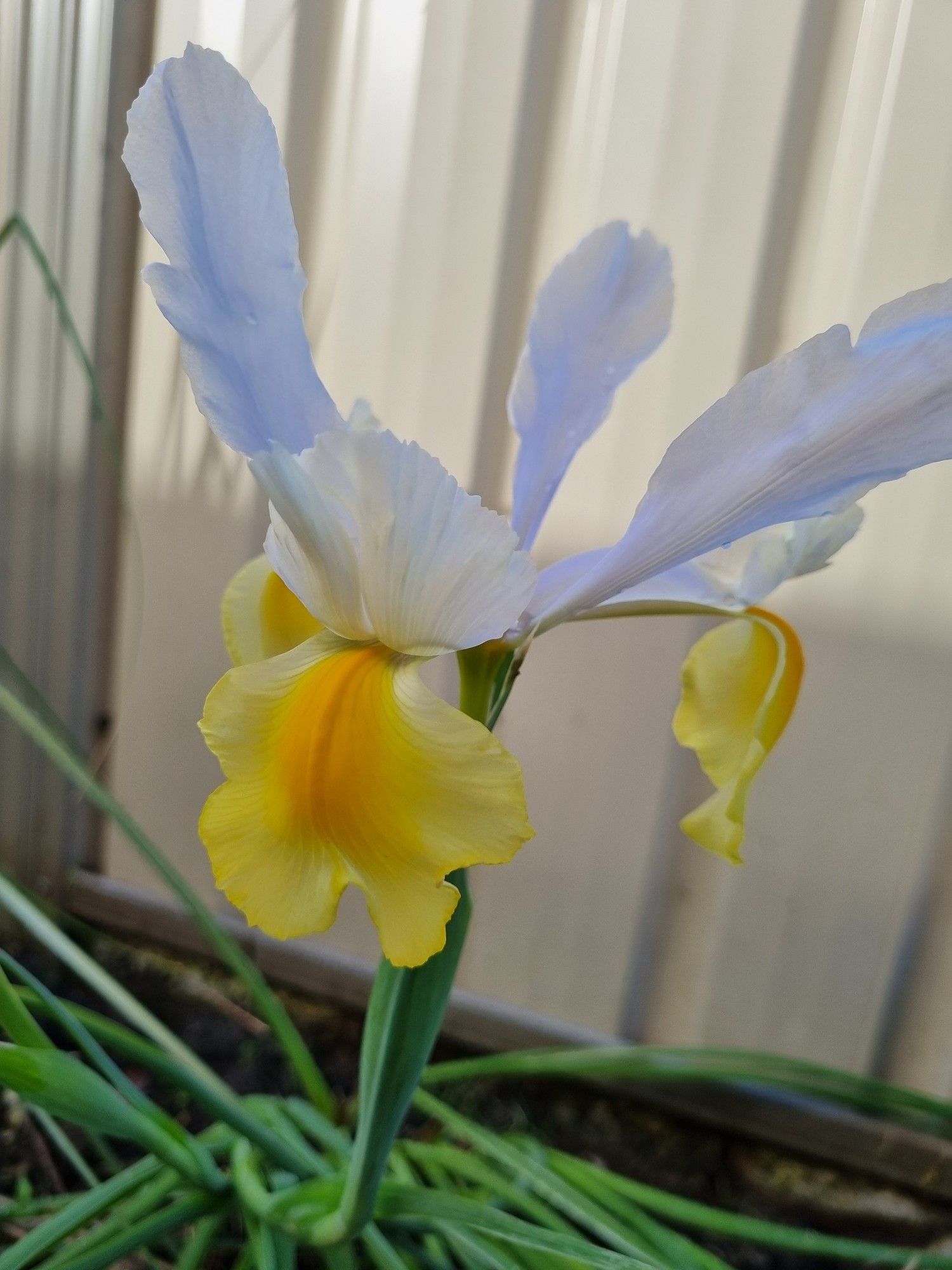 A yellow and white iris flower against a cream fence