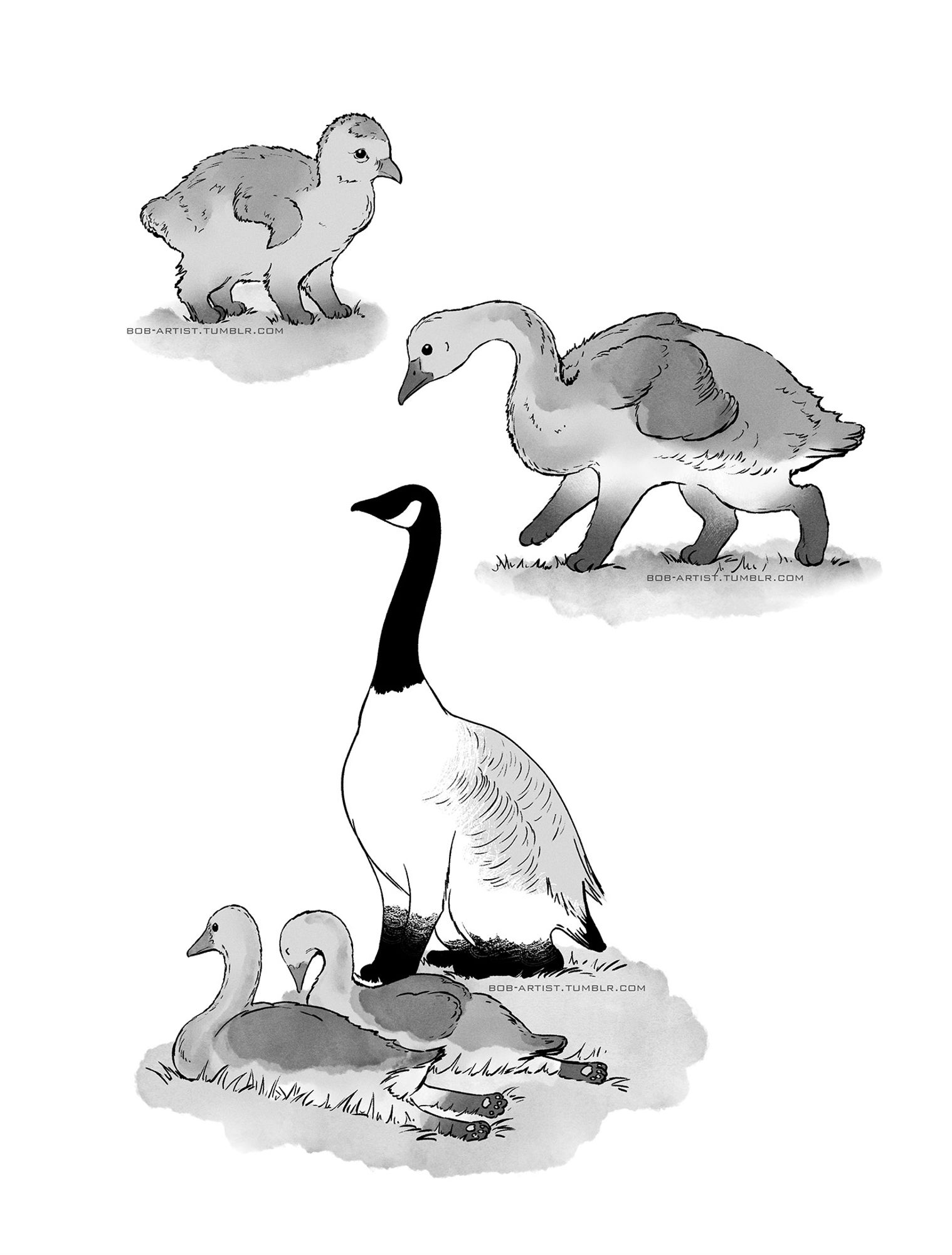 Three grayscale illustrations of Canada griffins, animal that look like Canada geese but have arms and legs like a Siamese cat. Image 1: a small fuzzy chick with tiny flightless wings and stubby kitten legs. Image 2: an awkward overgrown chick with a long neck and long cat-like legs, but no adult feathers. Image 3: An adult Canada griffin sits guarding two young Canada griffin chicks, who are splooting with their hind legs sticking out behind them.