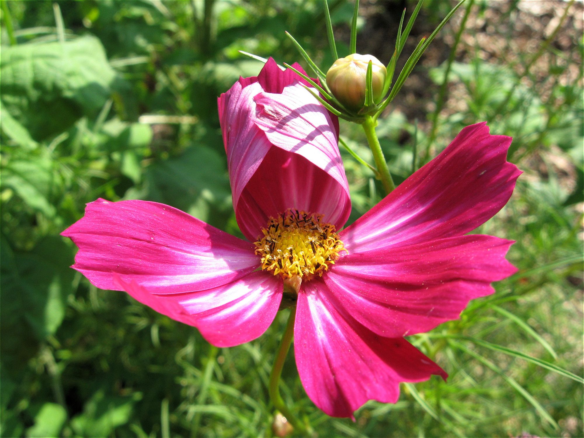 cosmos flower with petals curled together