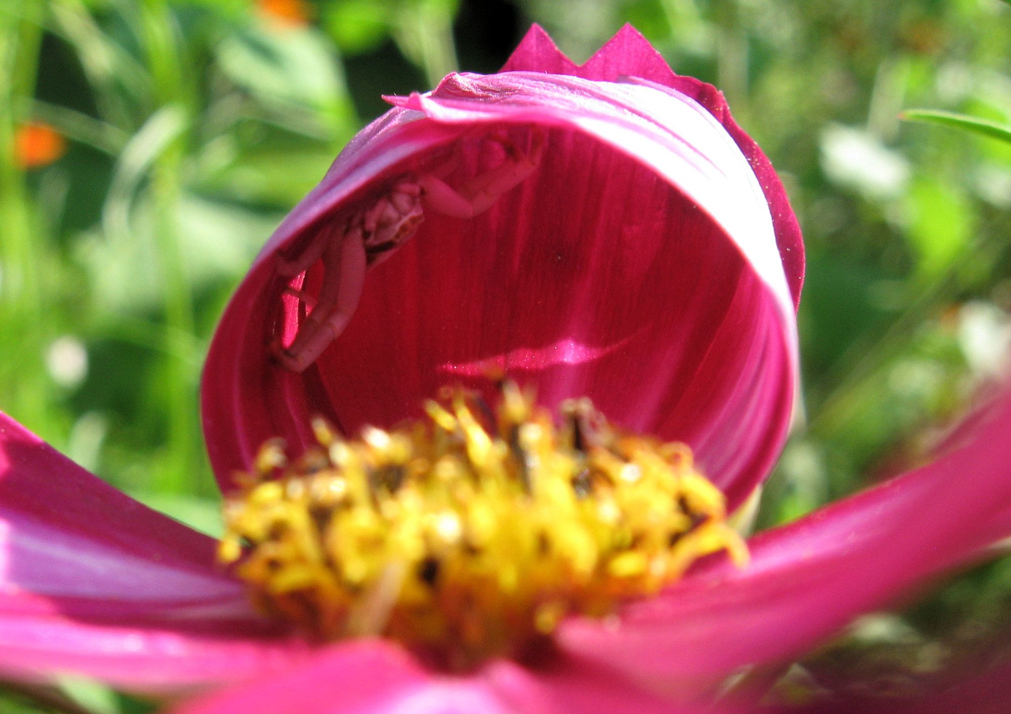 a spider inside the curled up petals