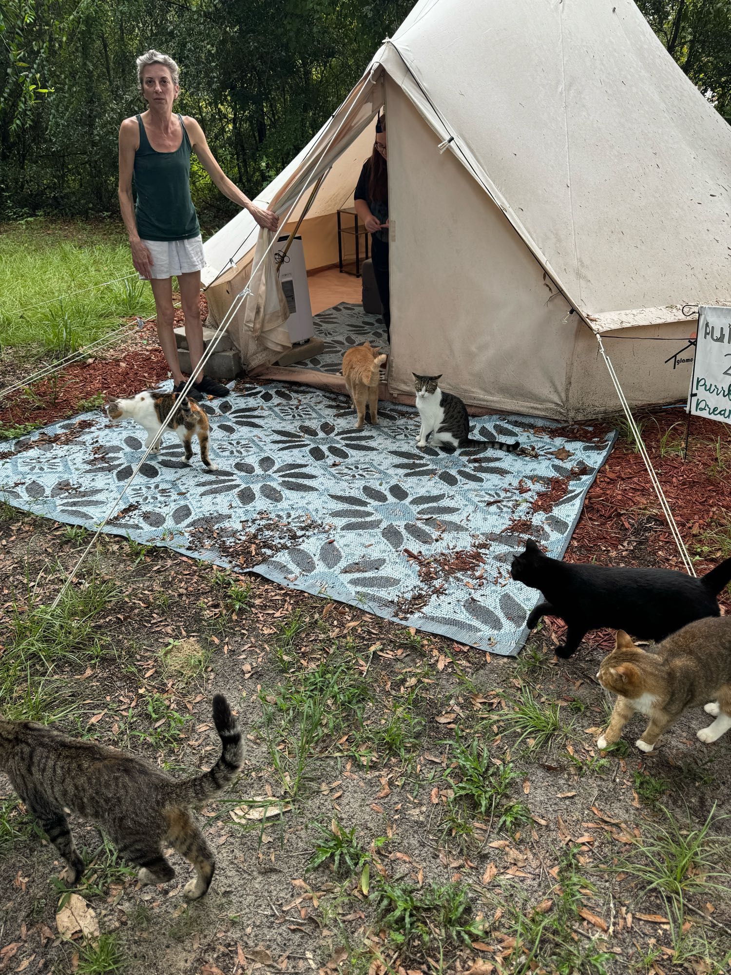 Several cats going in and out of a tent while a person holds the flap open.