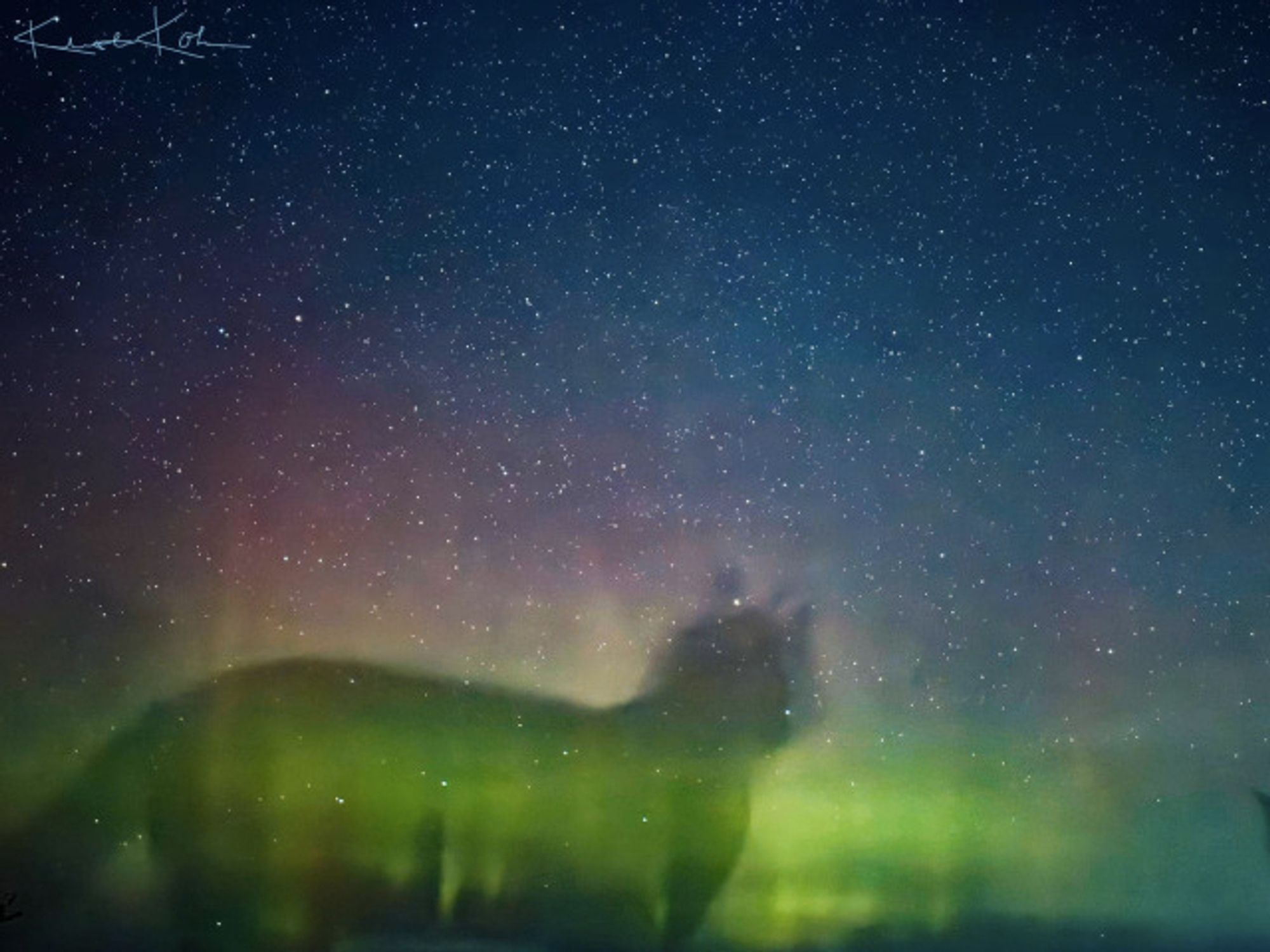 Photographer Kristie Kohn's 2024 aurora photo was photobombed by a ghostly image of her cat. The photo shows stars, above red and then bright green aurora, and the cat shadow, looking right, is in the bottom third of the photo, with the aurora appearing to go right through her