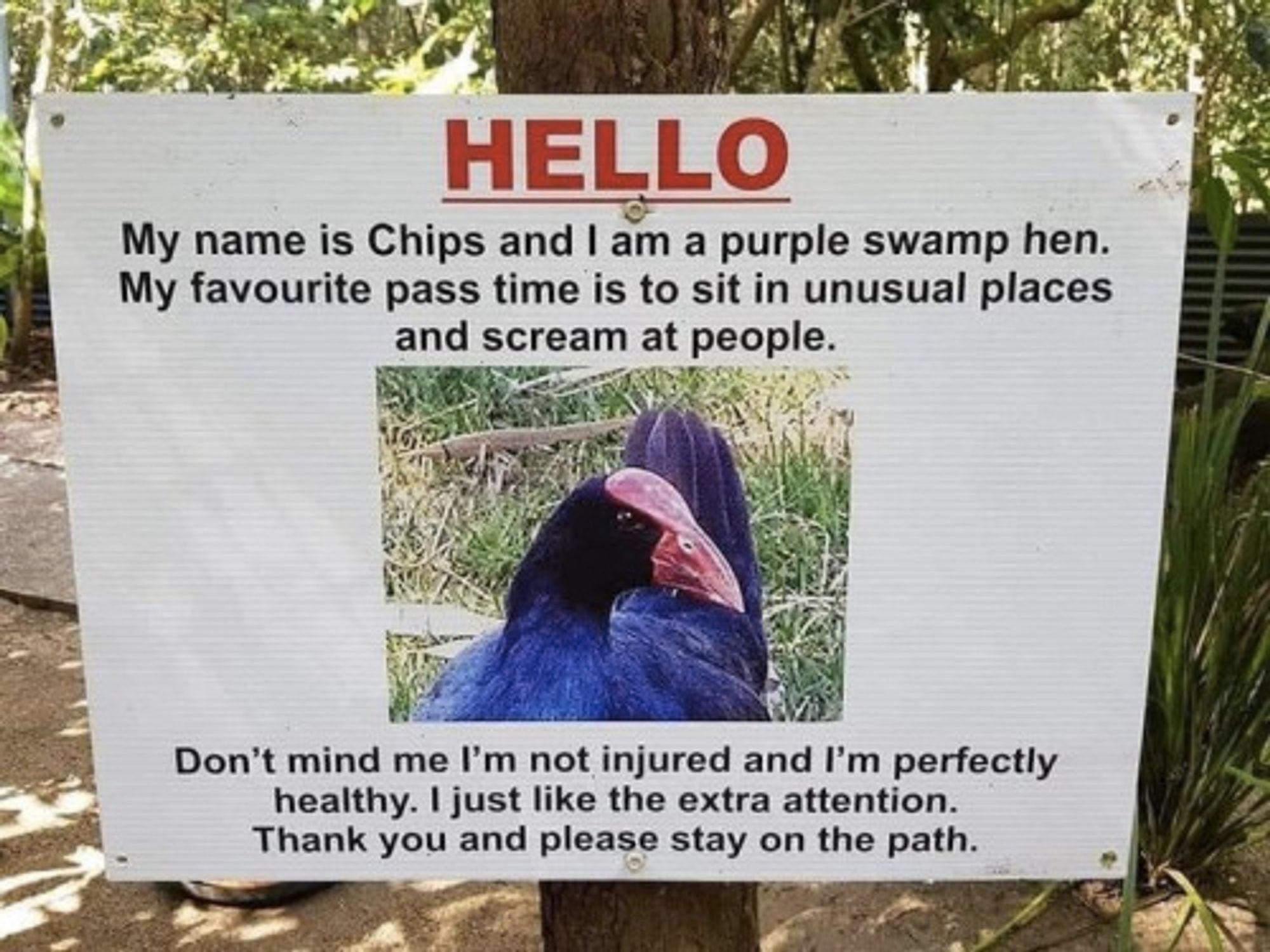 A photo of a purple swamp hen, a very purple bird with a reddish pate and beak. It is in the centre of a sign that says HELLO my name is Chips and I am a purple swamp hen. My favourite pass time (sic) is to sit in unusual places and scream at people. Don't mind me I'm not injured and I'm perfectly healthy. I just like the extra attention Thank you and plase stay on the path. (Apparently from Hartley's Crocodile Adventures in Australia circa 2020)