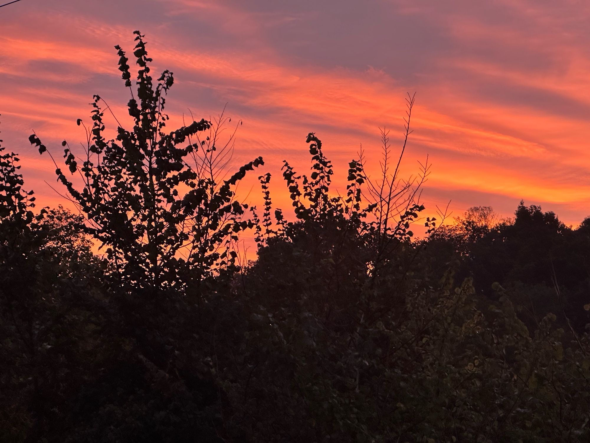 Tangerine skies radiate above an unruly hedge line at dawn.