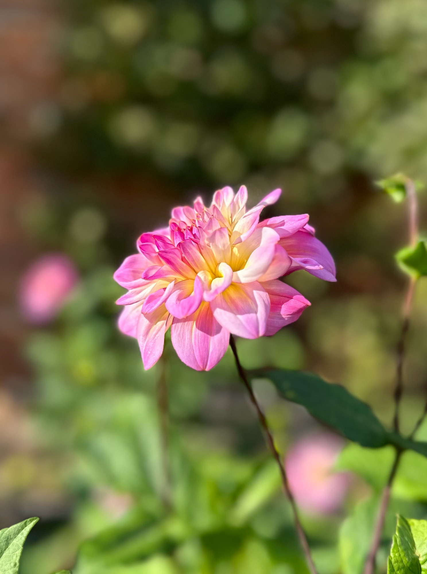 A gentle pink and yellow Dahlia caught in sunshine. Lovely. 