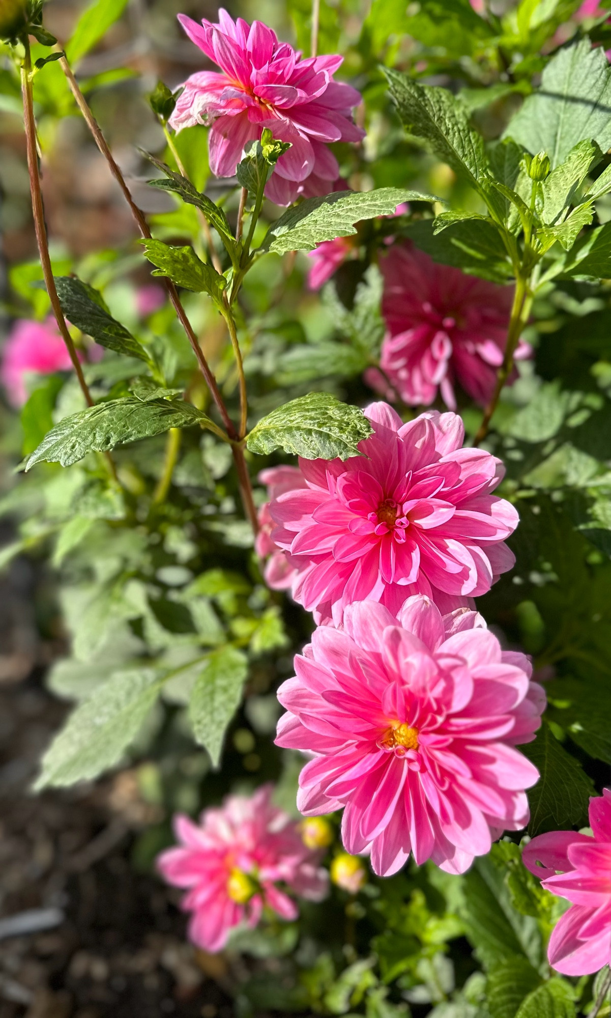 A cluster of mid pink Dahlia among rich green foliage, caught in bright sunshine.