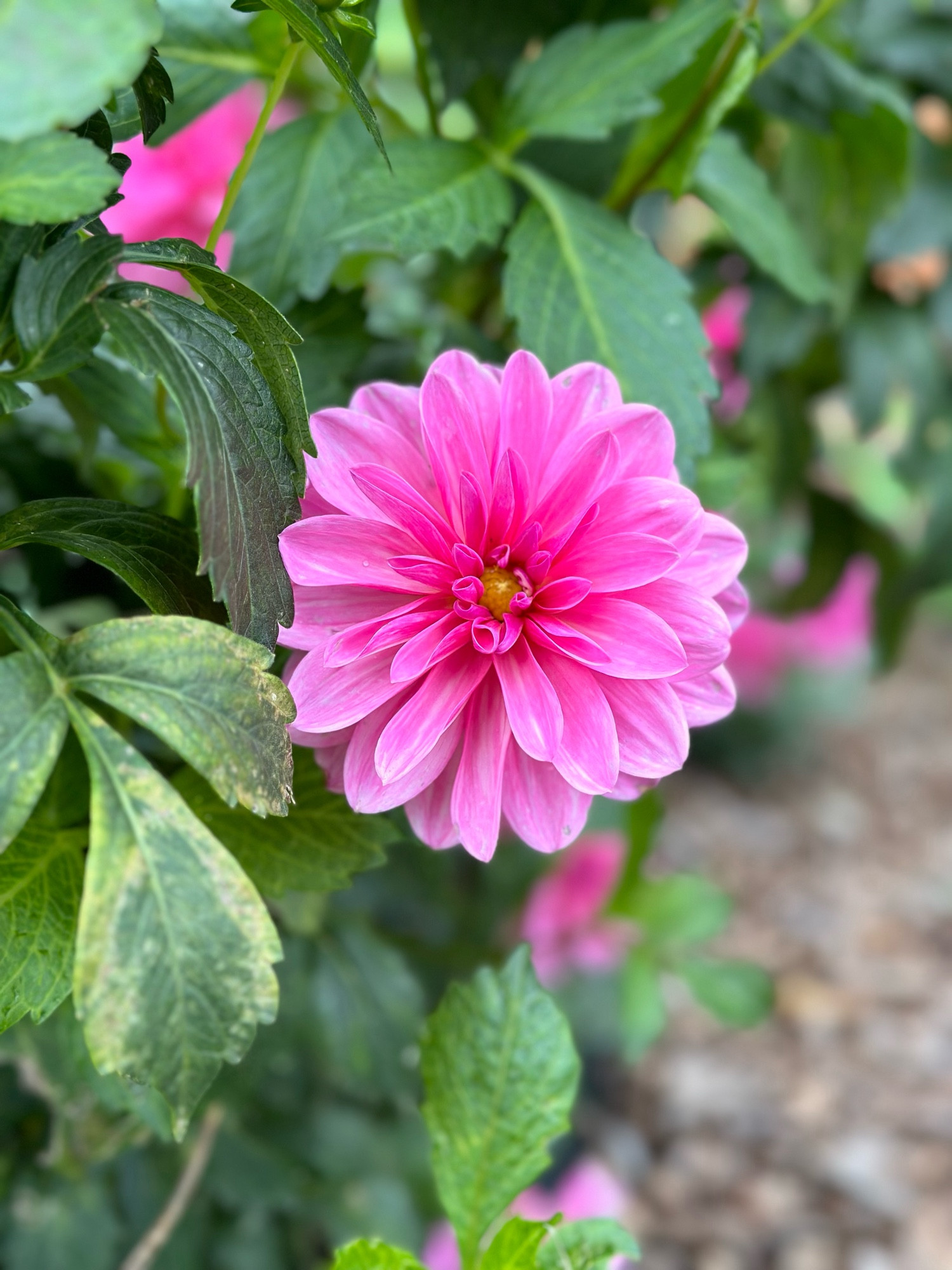 A small pink Dahlia among variegated foliage. Unsure of its name, so let’s call it Perky for now.