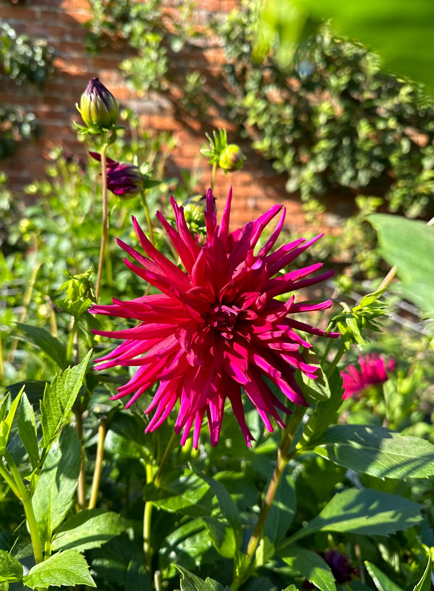 A crimson Dahlia, an exploding red dwarf in a space of green foliage. I really should find out the names of all of these, but then those in the know already know I suppose.