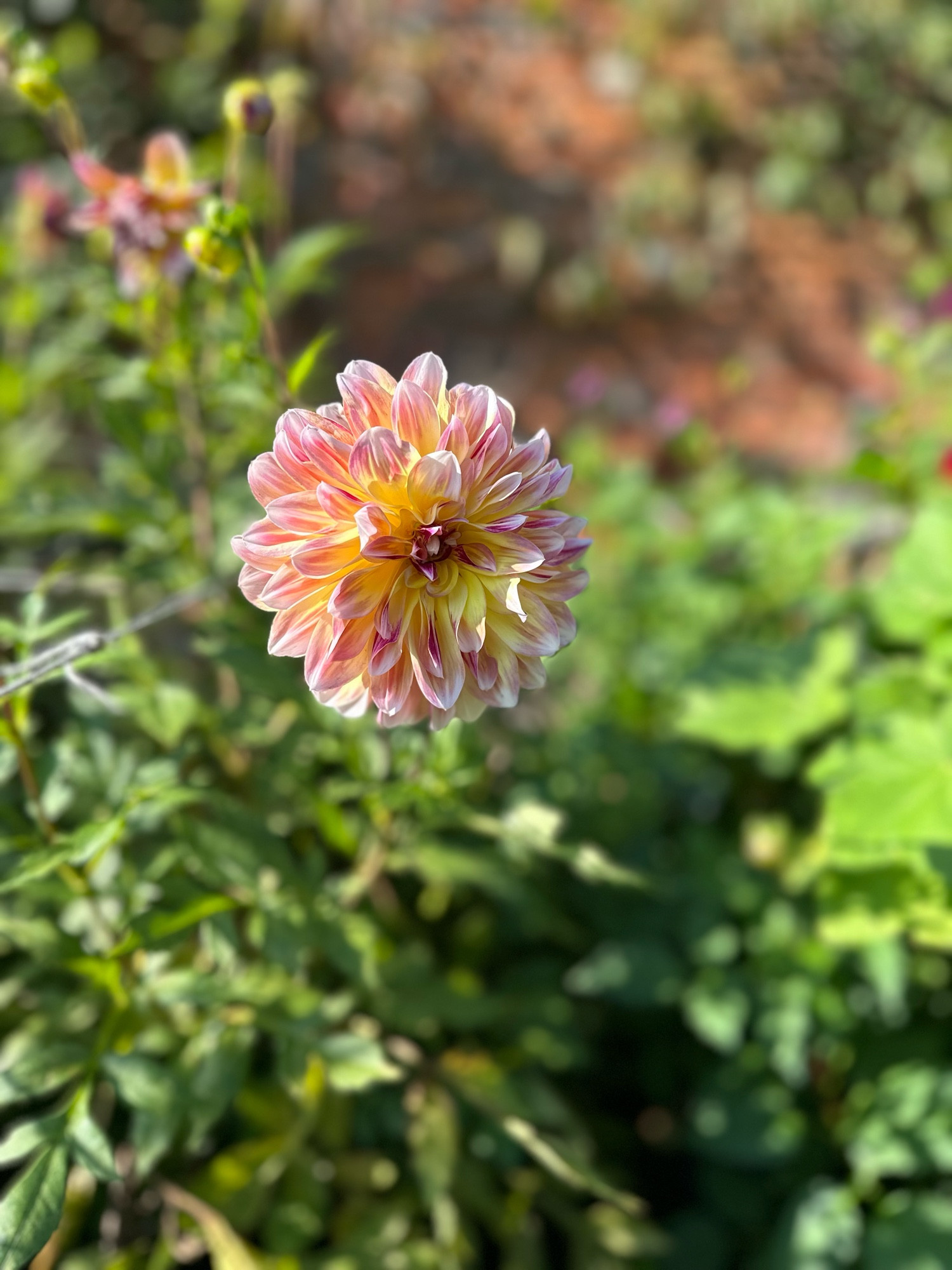 A pink and yellow variegated Dahlia of uncertain genus. Someone will know. Anyway it’s a lovely specimen.