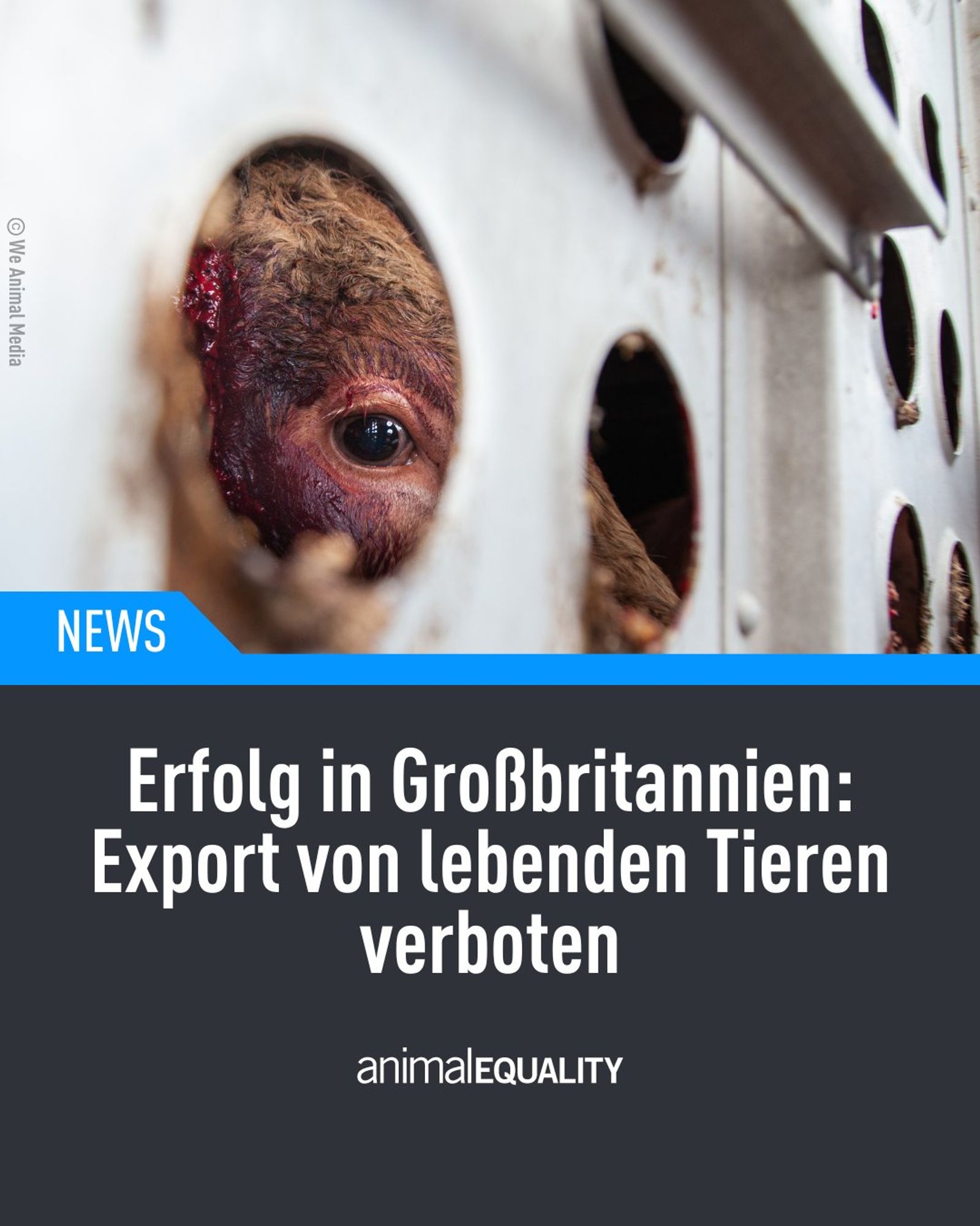 Bildaufschrift: Erfolg in Großbritannien: Export von lebenden Tieren verboten. 
Darunter: Animalequality

Im Hintergund zu sehen: Ein Tiertransporter mit einer Kuh