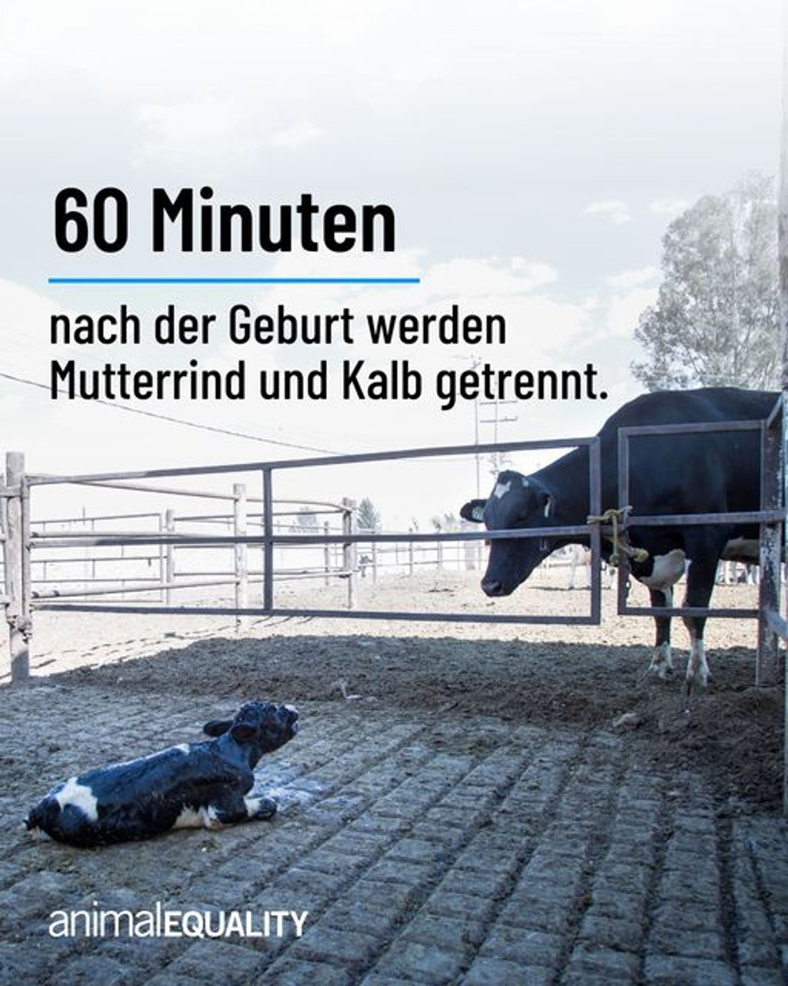 Plakat: Im Hintergrund eine Mutterkuh und ein Kälbchen, beide sind durch einen Zaun getrennt. 

Aufschrift: 60 Minuten nach der Geburt werden Mutterrind und Kalb getrennt.