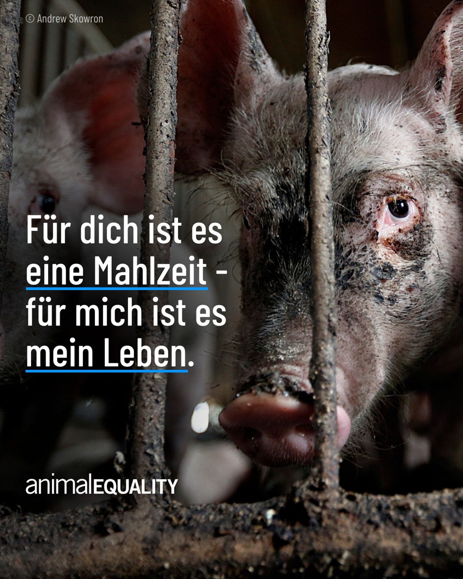 Text: Für dich ist es eine Mahlzeit -  für mich ist es mein Leben.
Animal Equality

Im Hintergrund ein Schwein hinter einem Gitter.