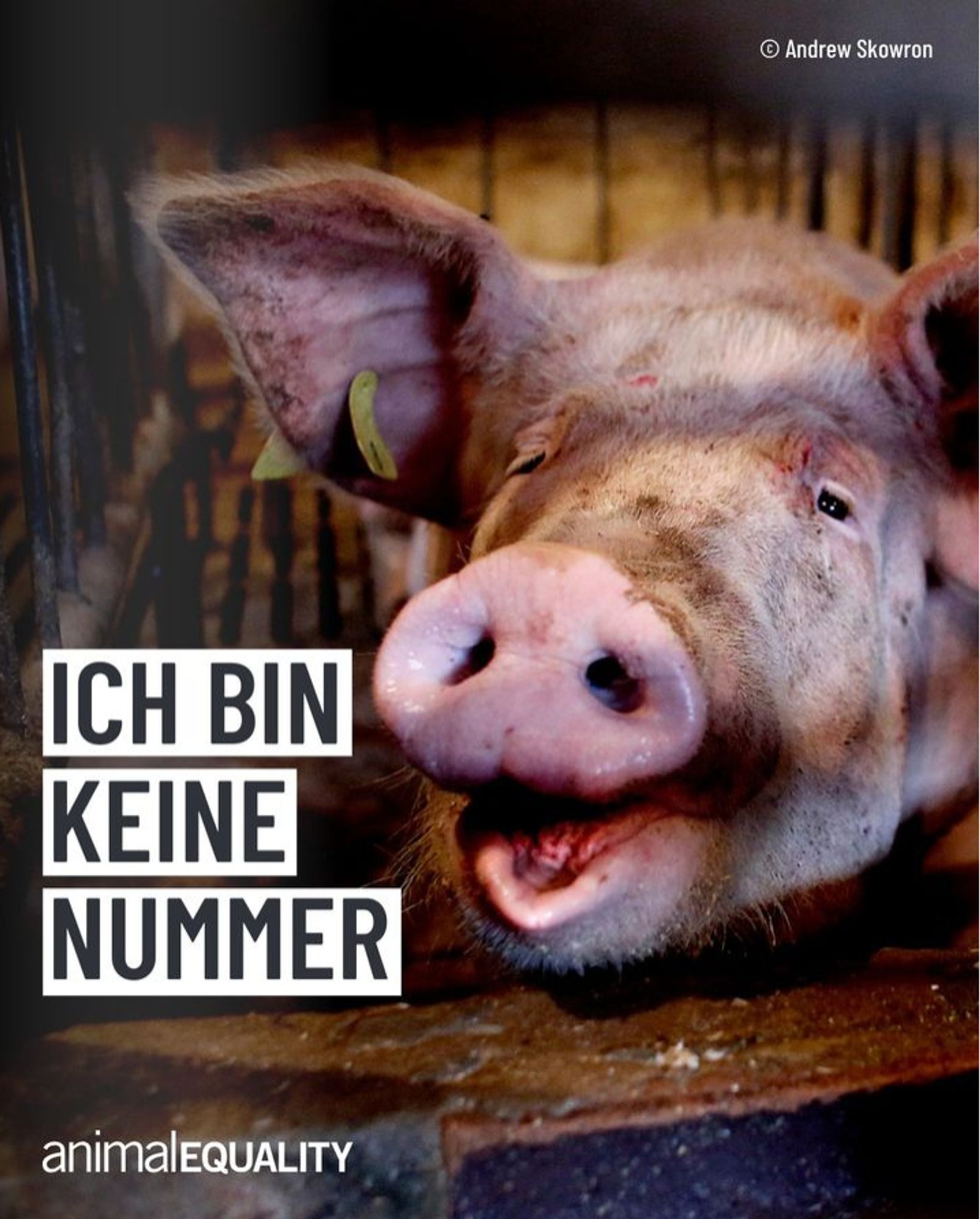 AnimalEquality Plakat mit einem Schwein mit der Aufschrift "Ich bin keine nummer"