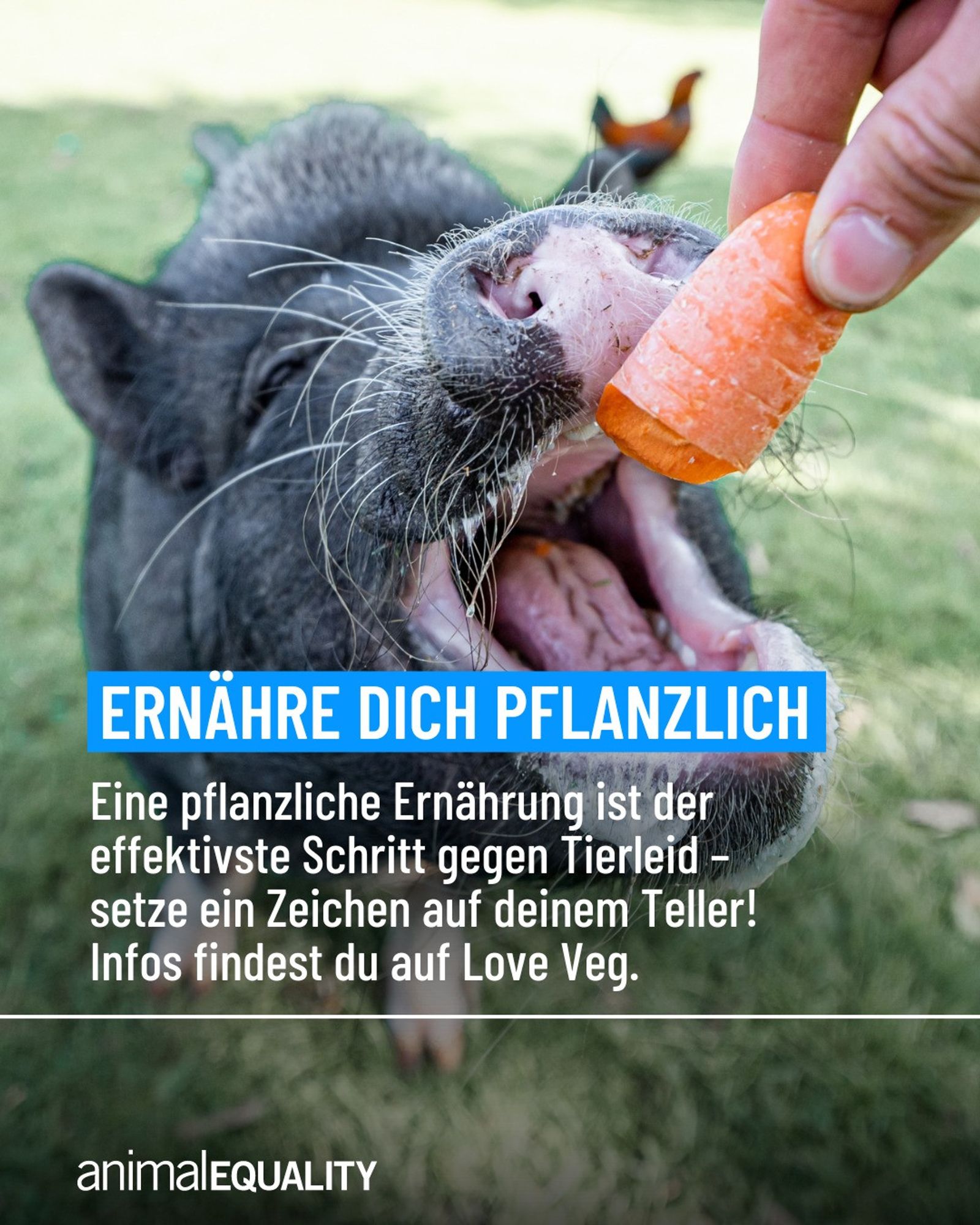 Ernähre dich Pflanzlich
Eine pflanzliche Ernärhung ist der Effektiste Schritt gegen Tierleid -  setze ein Zeichen auf deinem Teller. Infos findest du auf Love veg.