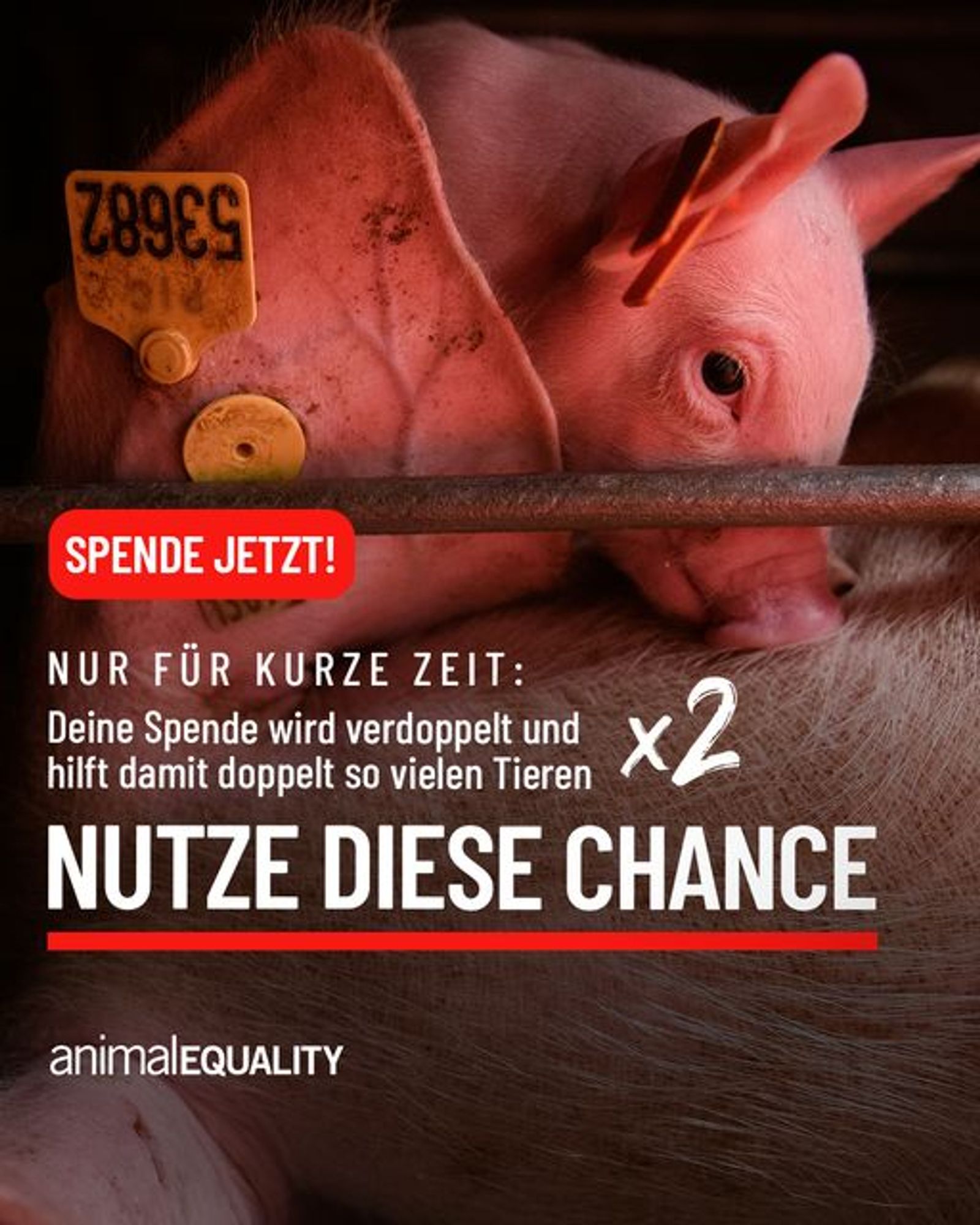 Hintergrund: Ein Ferkel mit einer Gelben Markierunsnummer im Ohr.

Aufschrift: Spende jetzt! Nur für kurze Zeit: Deine Spende wird verdoppelt und hilft damit doppelt so vielen Tieren

Nutze diese Chance

Animal Equality