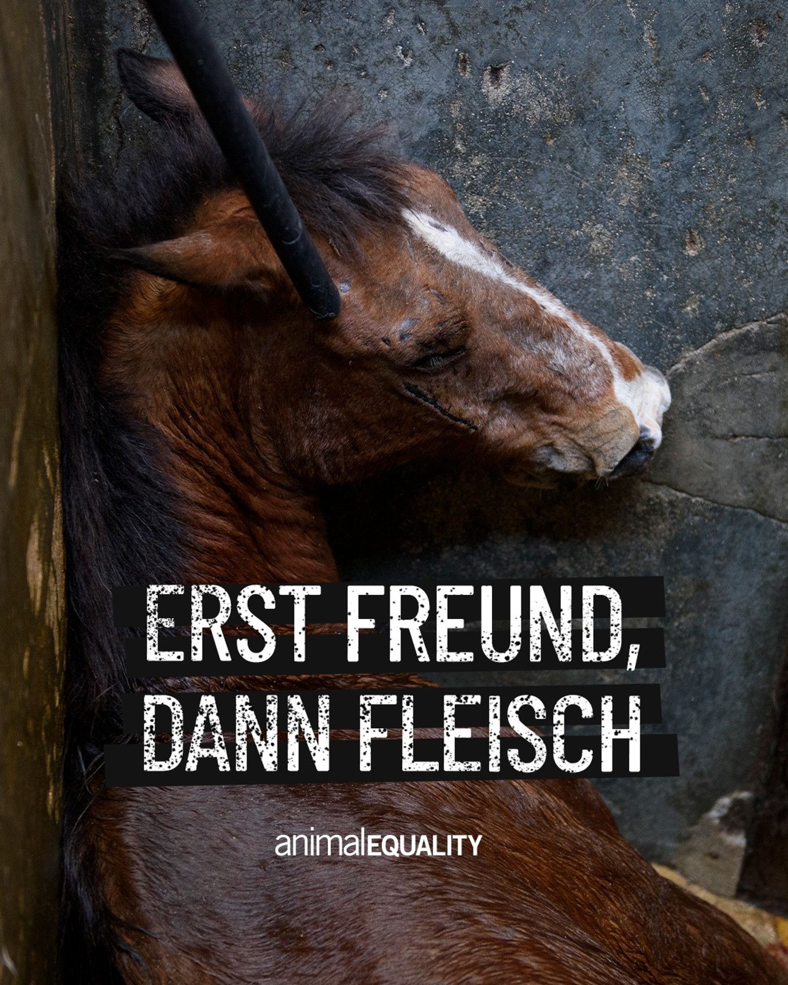 Erst Freund dann Fleisch
Animal Equality

Im Hintergrund ein Pferd im liegen vor dem Schlachten.